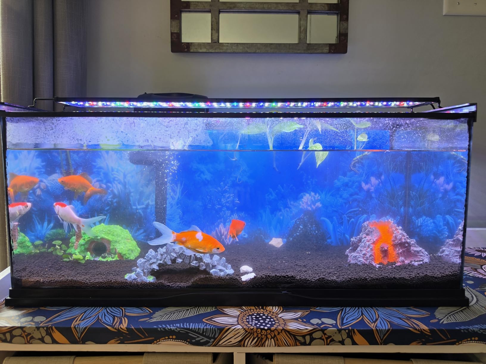 hygger Advanced LED Aquarium Light with Timer, 24/7 Lighting Cycle & DIY Mode customer photo 1