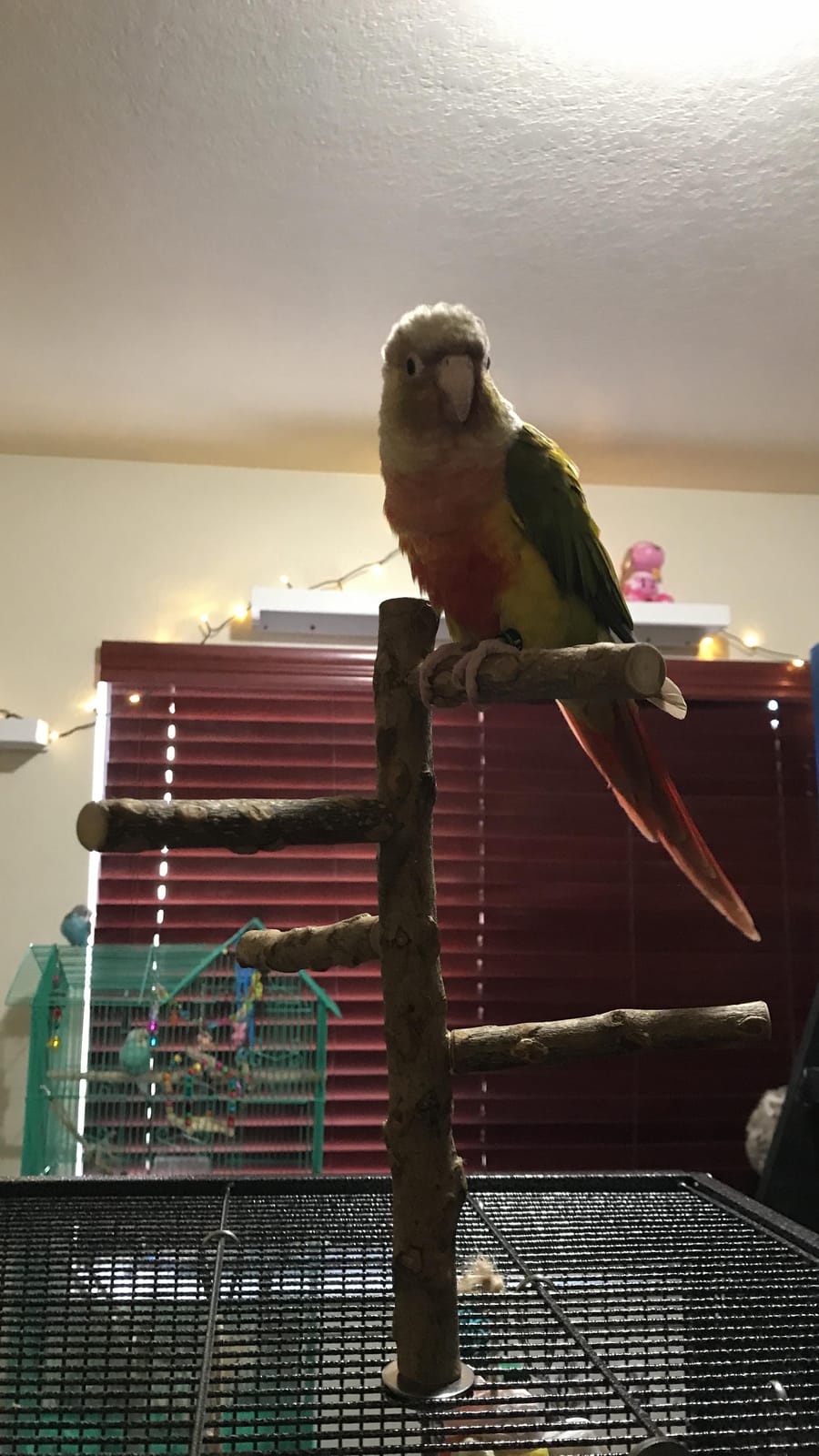 Bird Perch Stand Toy Natural Wood Bird Cage Branch Perch 10 Inch | Natural Wood Perch Stand w/ 4 Branches Bird Cage Inside Accessories Bird Toy for Parakeet Cockatiel Conure Finches Love Birds customer photo 2