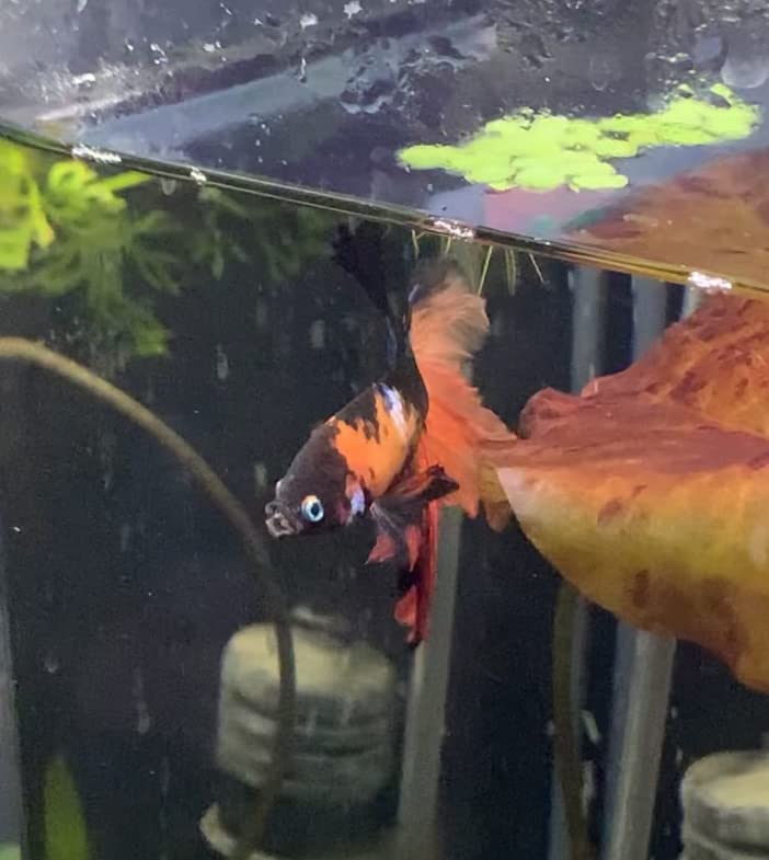 NICREW Clip on Aquarium Light, Fish Tank Light with White, Blue and Red LEDs, Planted Aquarium Light for Nano Tank, 2 Lighting Modes customer photo 2