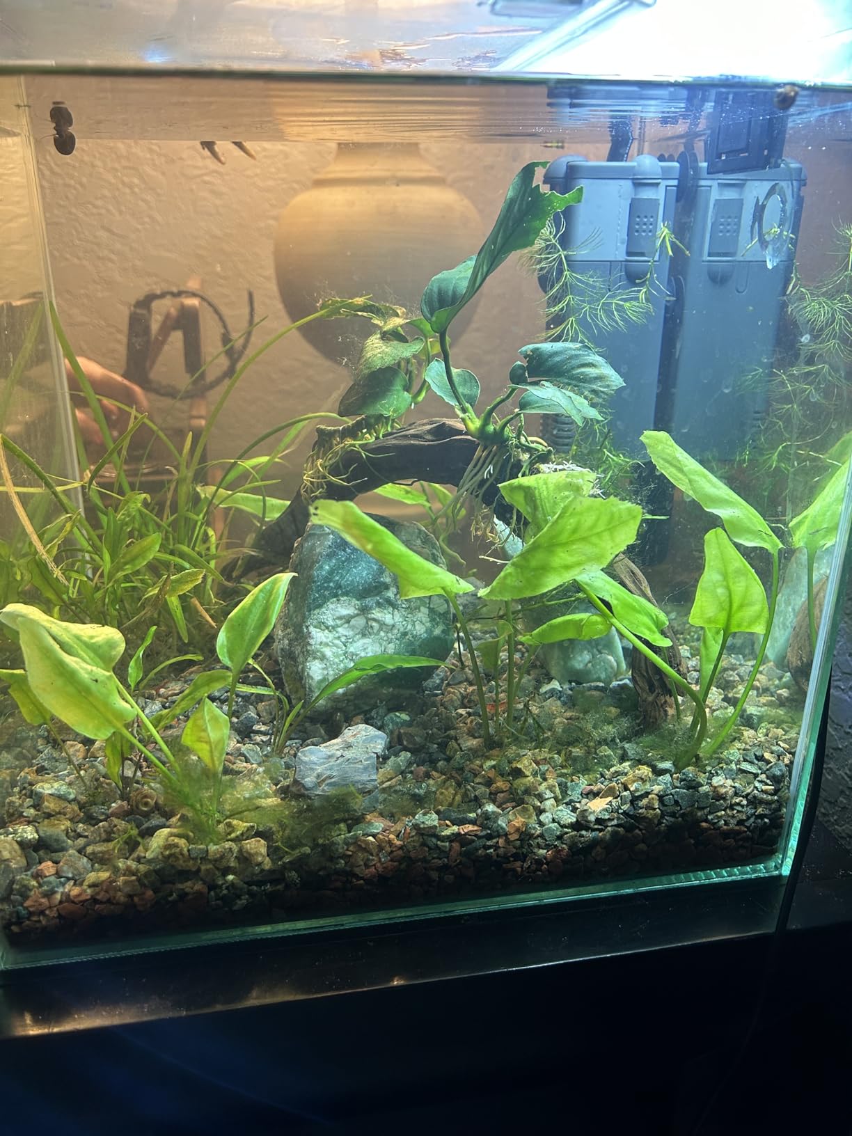 SICCE Nano Micron Small Internal Aquarium Filter 53 GPH Submersible | in-Tank Freshwater Saltwater Turtle Aquariums Application with Removable Filter Sponge customer photo 2