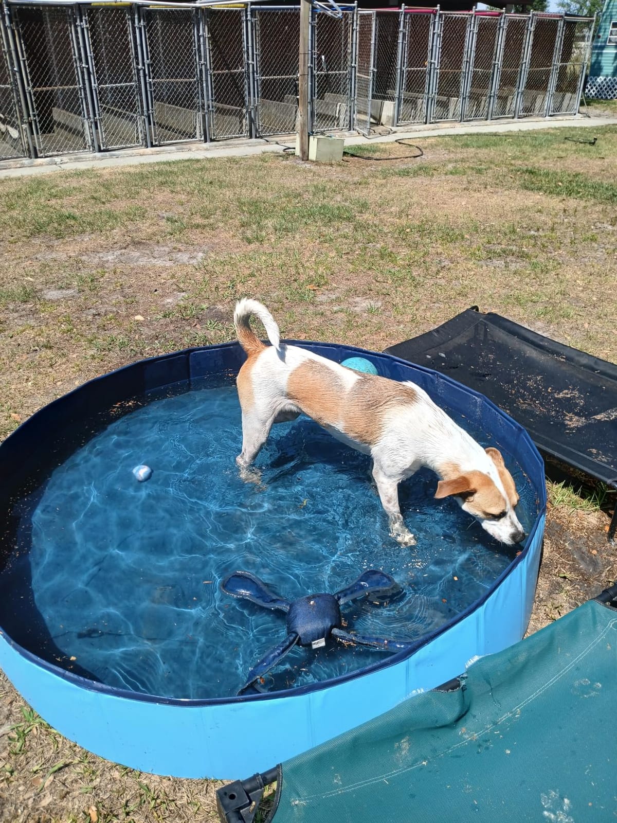 Jecoo Dog Pool for Large Dogs Kiddie Pool Hard Plastic Foldable Dog Bathing Tub Portable Outside Kids Swimming for Pets and Dogs Outdoor Backyard customer photo 2