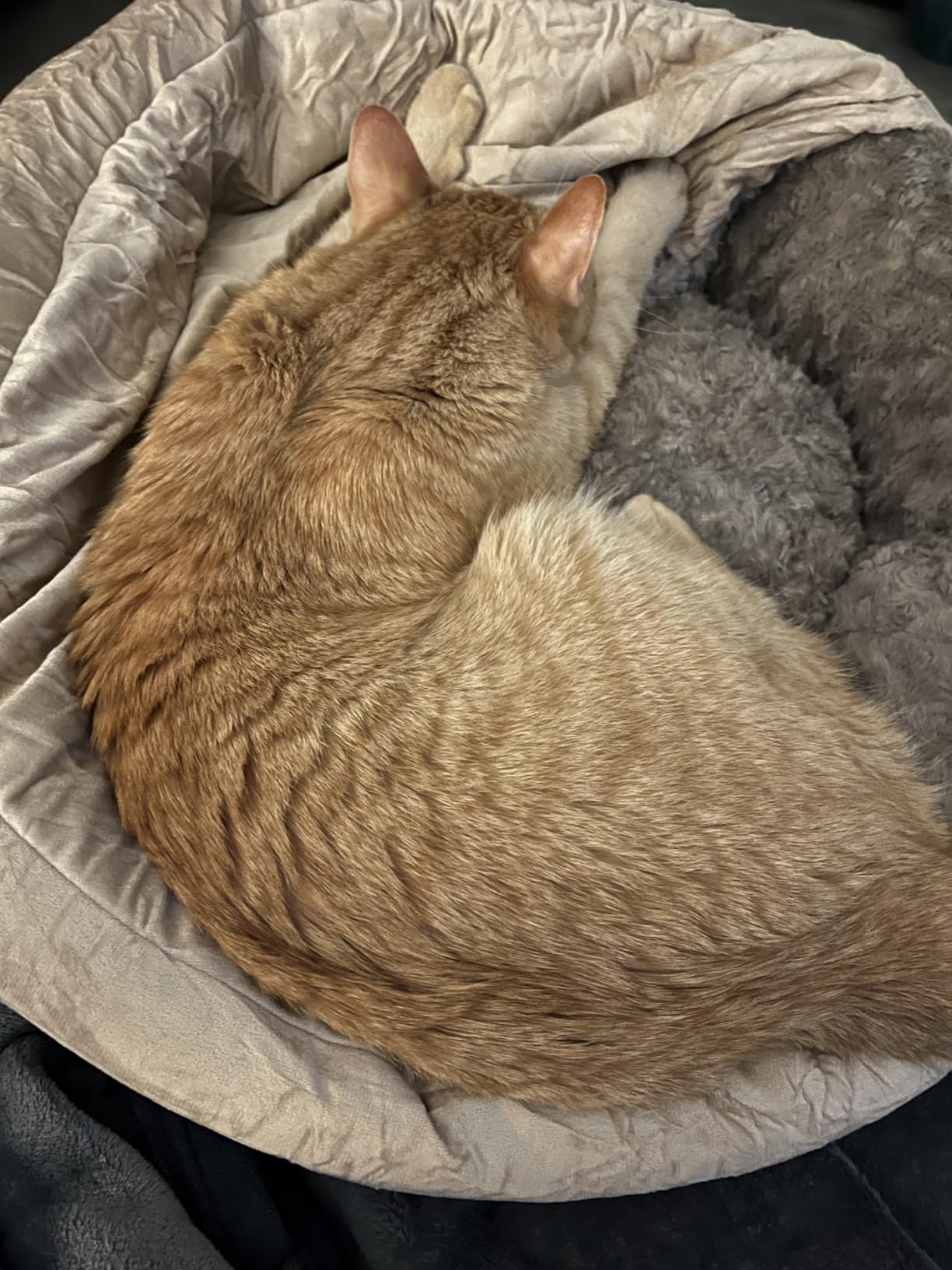 JOEJOY Small Dog Bed Cat Bed with Hooded Blanket, Cozy Cuddler Luxury Puppy Pet Bed, Donut Round Calming Anti-Anxiety Dog Burrow Cave Bed - Anti-Slip Bottom and Machine Washable 23 inch customer photo 1