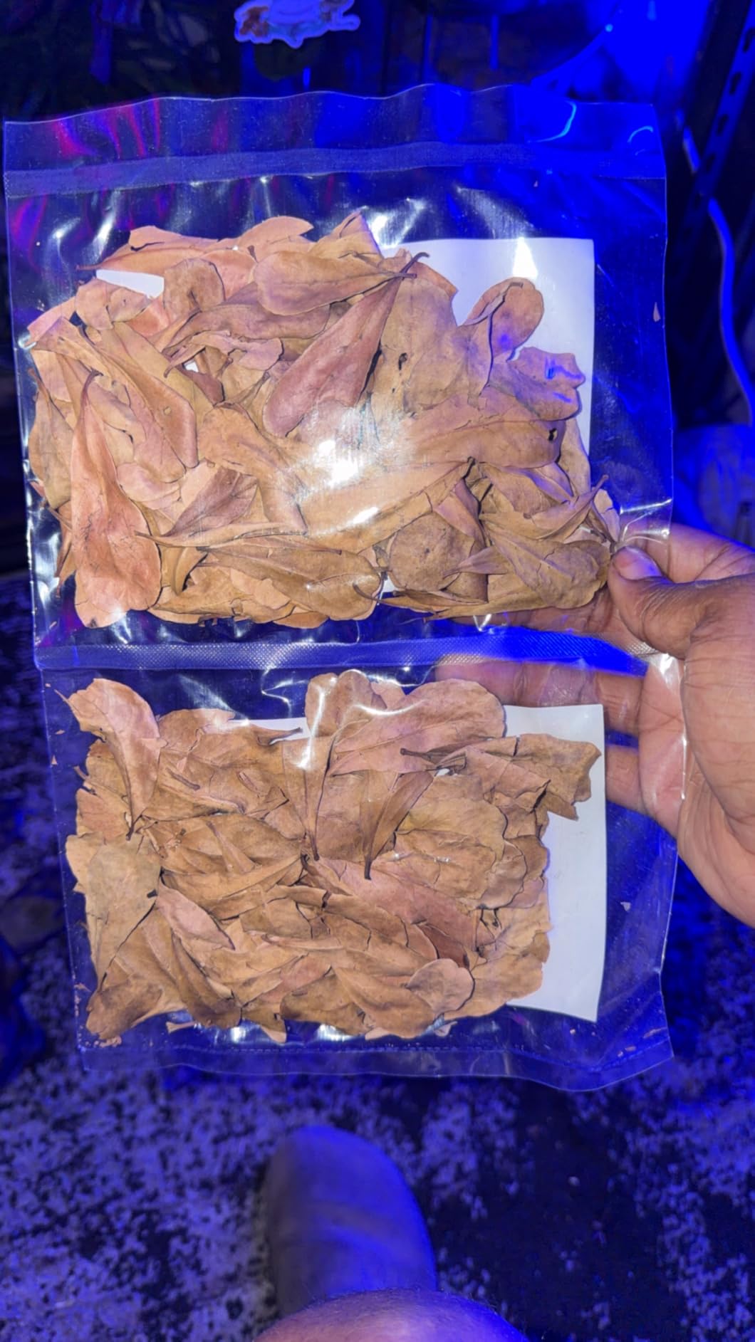 JOR 120 Pack Dwarf Frog Leaf Litter, Mini Indian Almond Leaves as Microfauna Habitat Tank Food Source, Substrate in Bioactive Terrarium & Vivarium Enclosure, Helps Tank Mimics Native Habitat customer photo 1