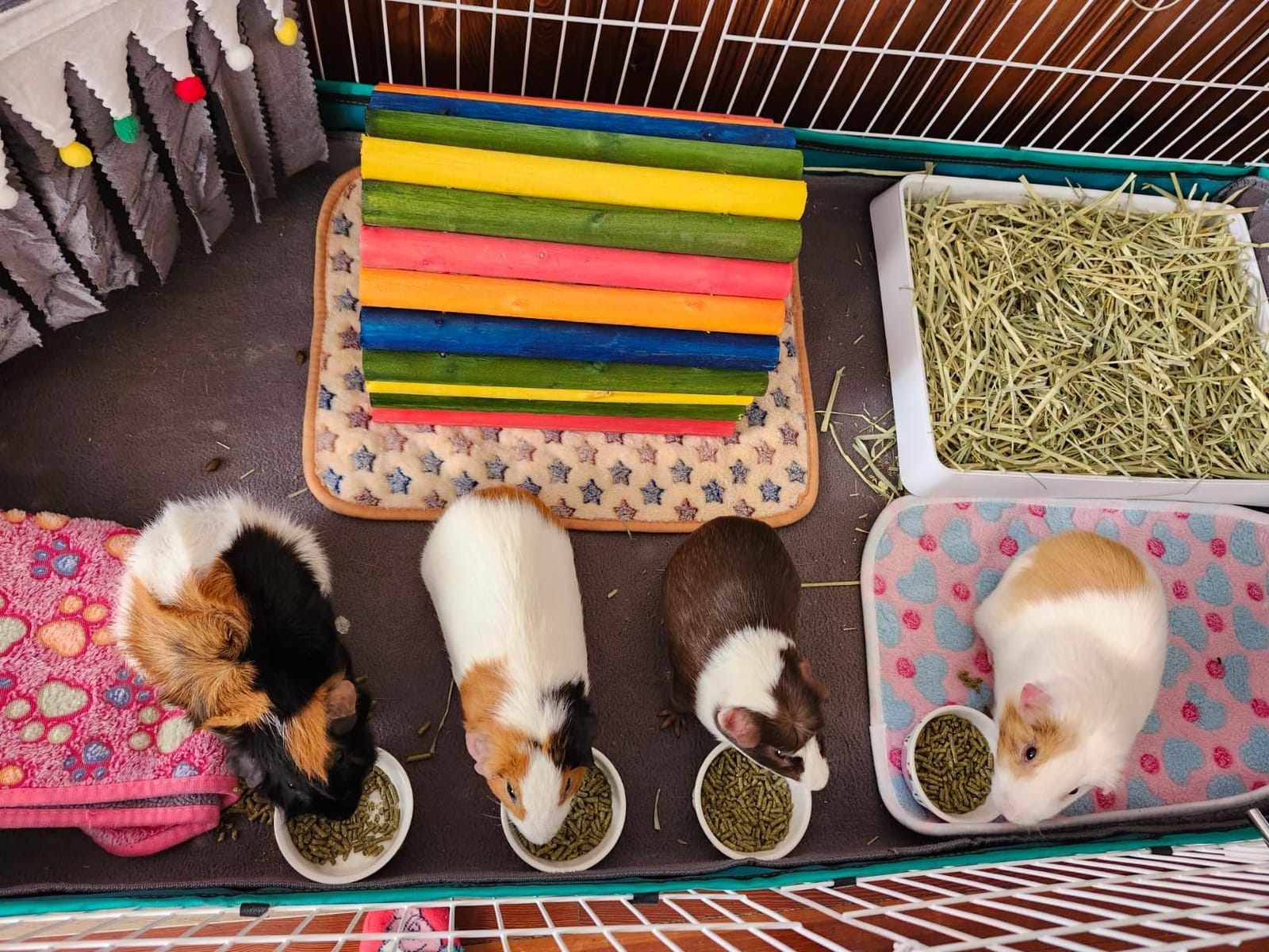 2 Pack Hamster Food Bowl Guinea Pig Ceramic Food Water Bowl Prevent Tipping Moving for Gerbil Chinchilla Hedgehog Rat (Purple + Blue) customer photo 1