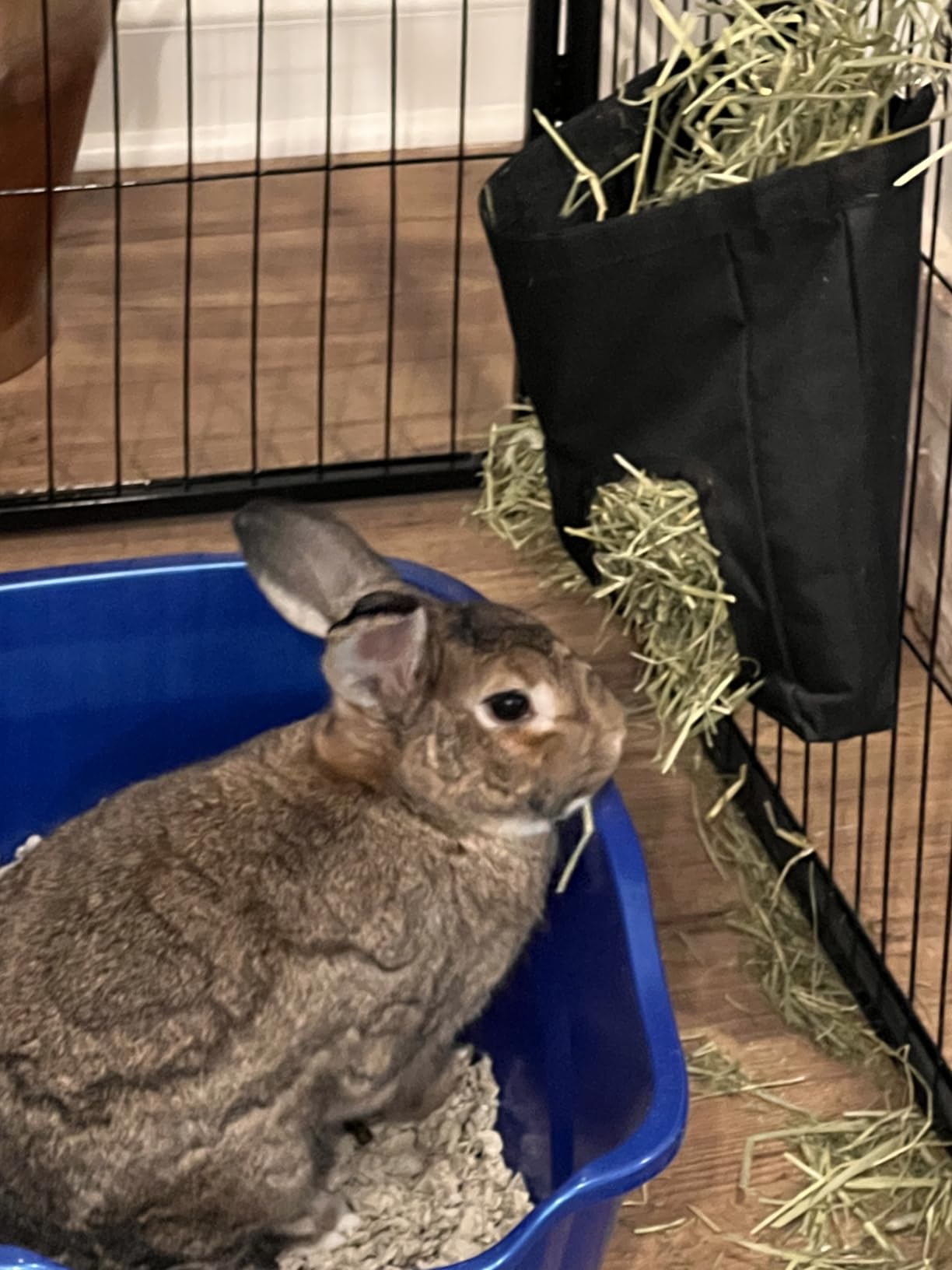 RIOUSSI Guinea Pig Hay Feeder, Hanging Rabbit Hay Feeder Bag. BlueFlower | Upgraded Double Layer Fabric | Bite Resistant | Cleaner Hay & Less Mess | Small Animal Hay Holder for Bunnies & Chinchillas customer photo 1
