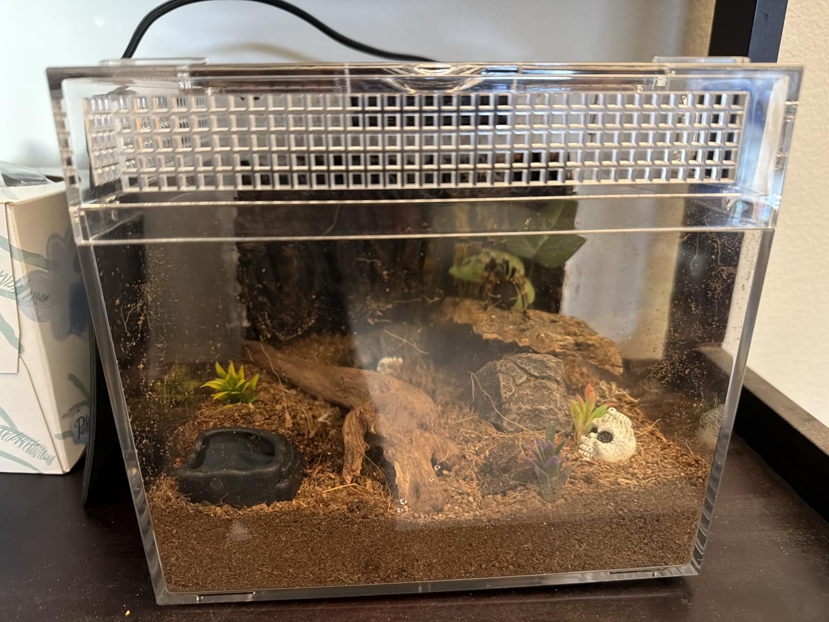 Reptile Growth Mini Reptile Terrarium, 8