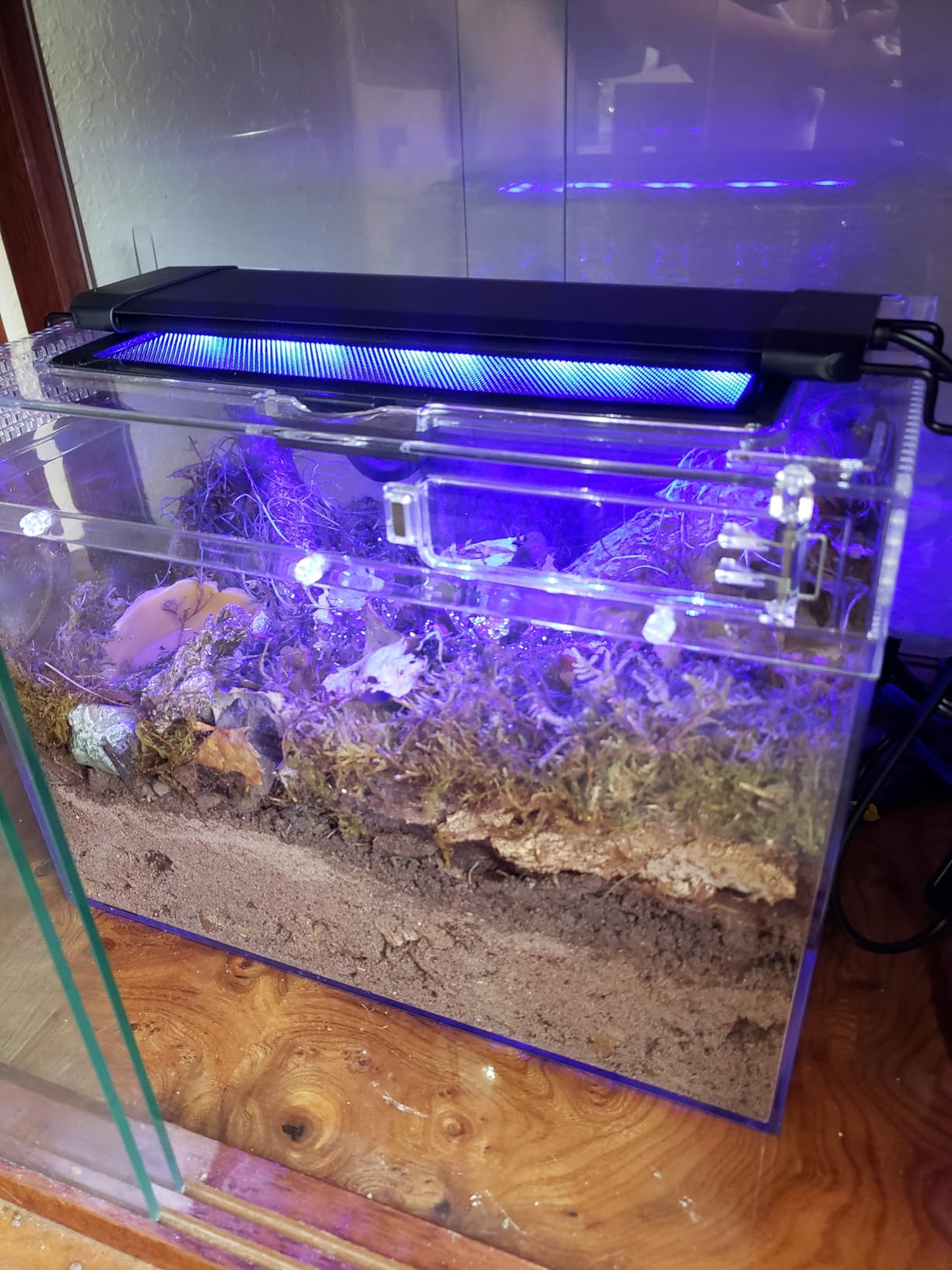 Reptile Growth Mini Reptile Terrarium, 8