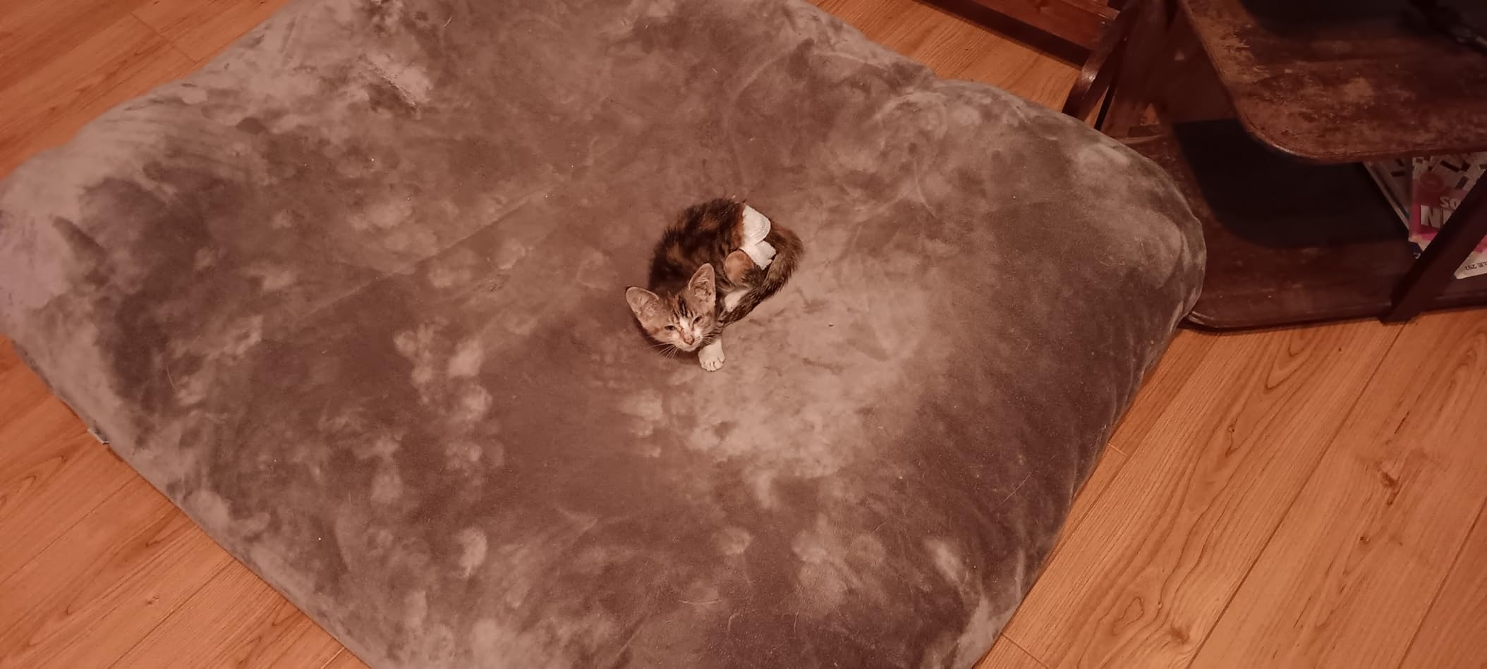 Magic Dog Orthopedic Extra Large Dog Bed 47 Inch, Super Soft XL Pet Bed customer photo 1