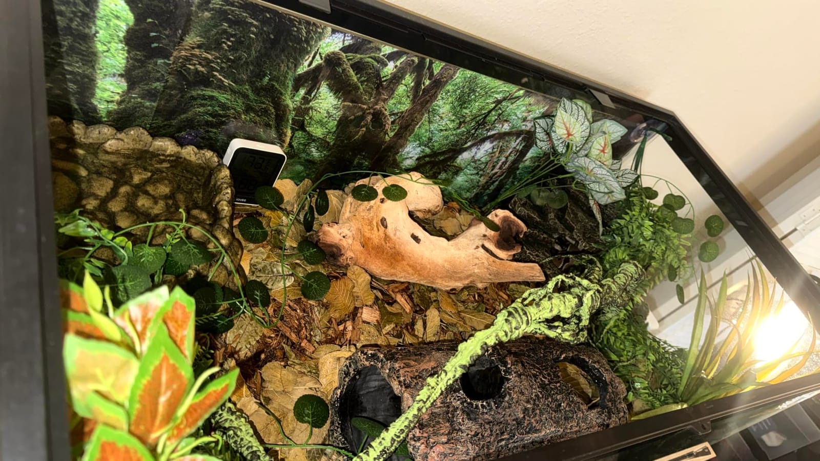 36x18 in Terrarium Backdrop Rainforest Moss Tree Reptile Habitat Background | AWERT Green Tropical Forest Polyester Aquarium Background customer photo 1