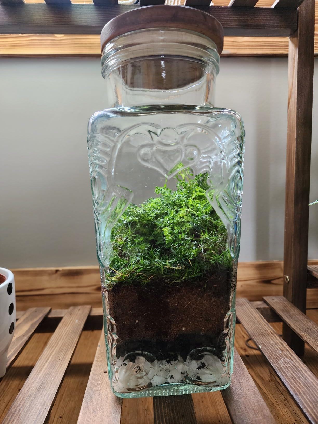 Soil Sunrise Terrarium Potting Soil Mix (4 Quarts) w/Blended Filtering Charcoal Custom Made for Terrariums customer photo 1