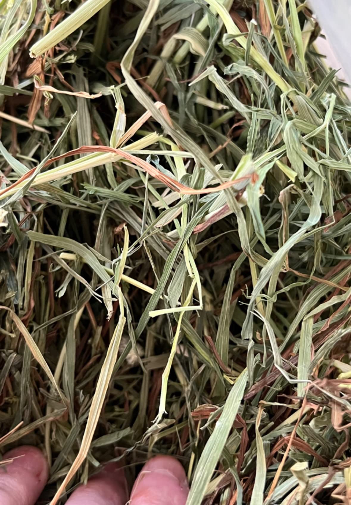 High Desert 2nd Cutting Timothy Hay for Rabbits, Guinea Pigs, 4 lb | Soft Leafy Texture With Balanced Fiber, Supports Healthy Digestion, Great For Chinchillas, Hand Packed in the USA, Low Dust customer photo 1