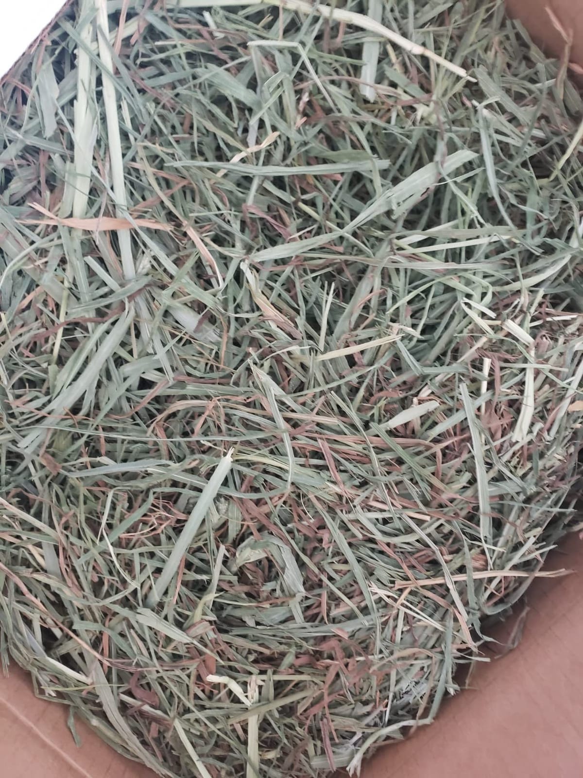 High Desert 2nd Cutting Timothy Hay for Rabbits, Guinea Pigs, 4 lb | Soft Leafy Texture With Balanced Fiber, Supports Healthy Digestion, Great For Chinchillas, Hand Packed in the USA, Low Dust customer photo 2
