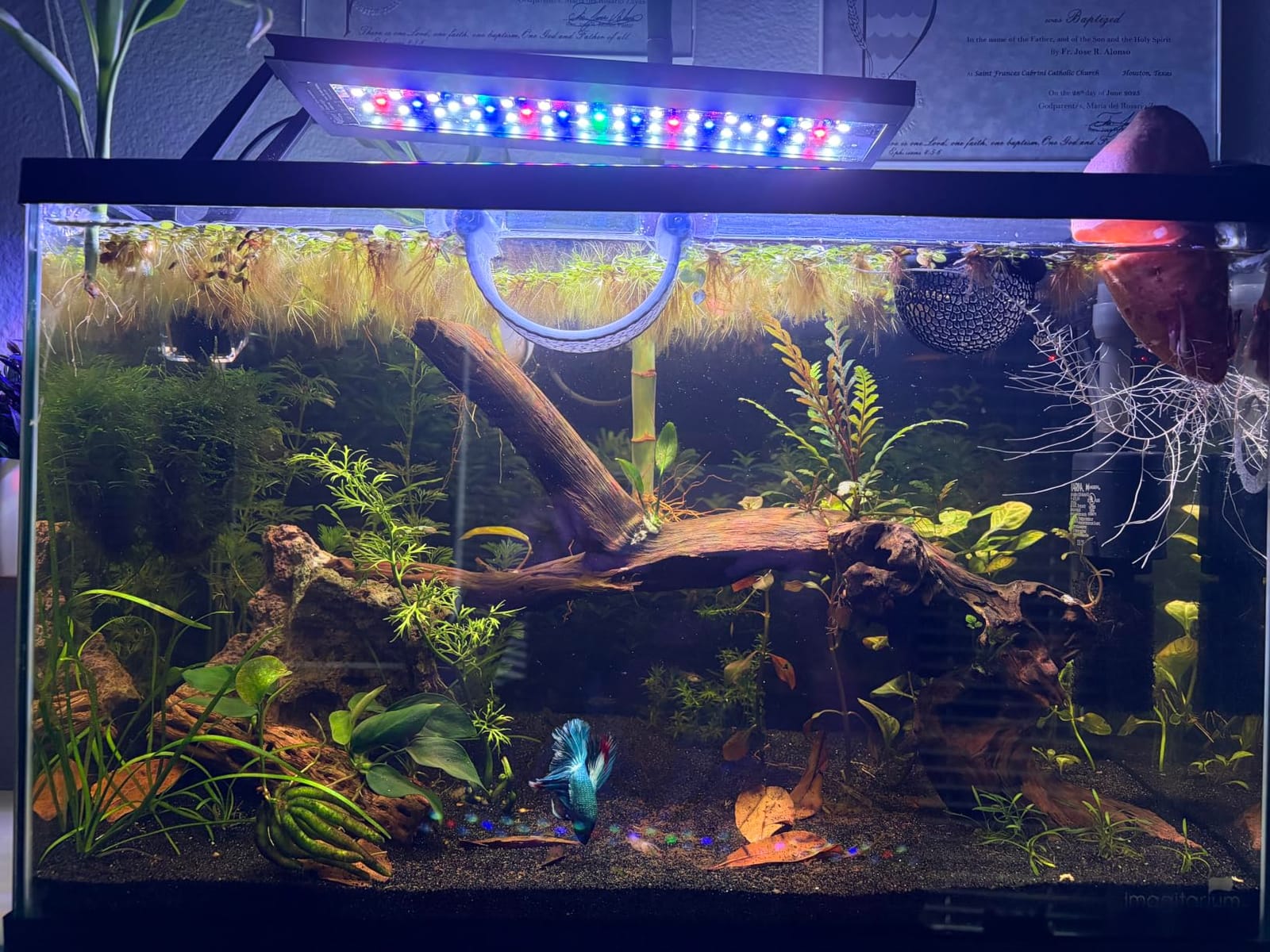 hygger Clip On 24/7 Lighting Aquarium LED Light, Sunrise-Daylight-Moonlight and DIY Mode, Adjustable Timer/Brightness Fish Tank Light with 7 Colors for Planted Tank (14W for 12~20in Tank) customer photo 1