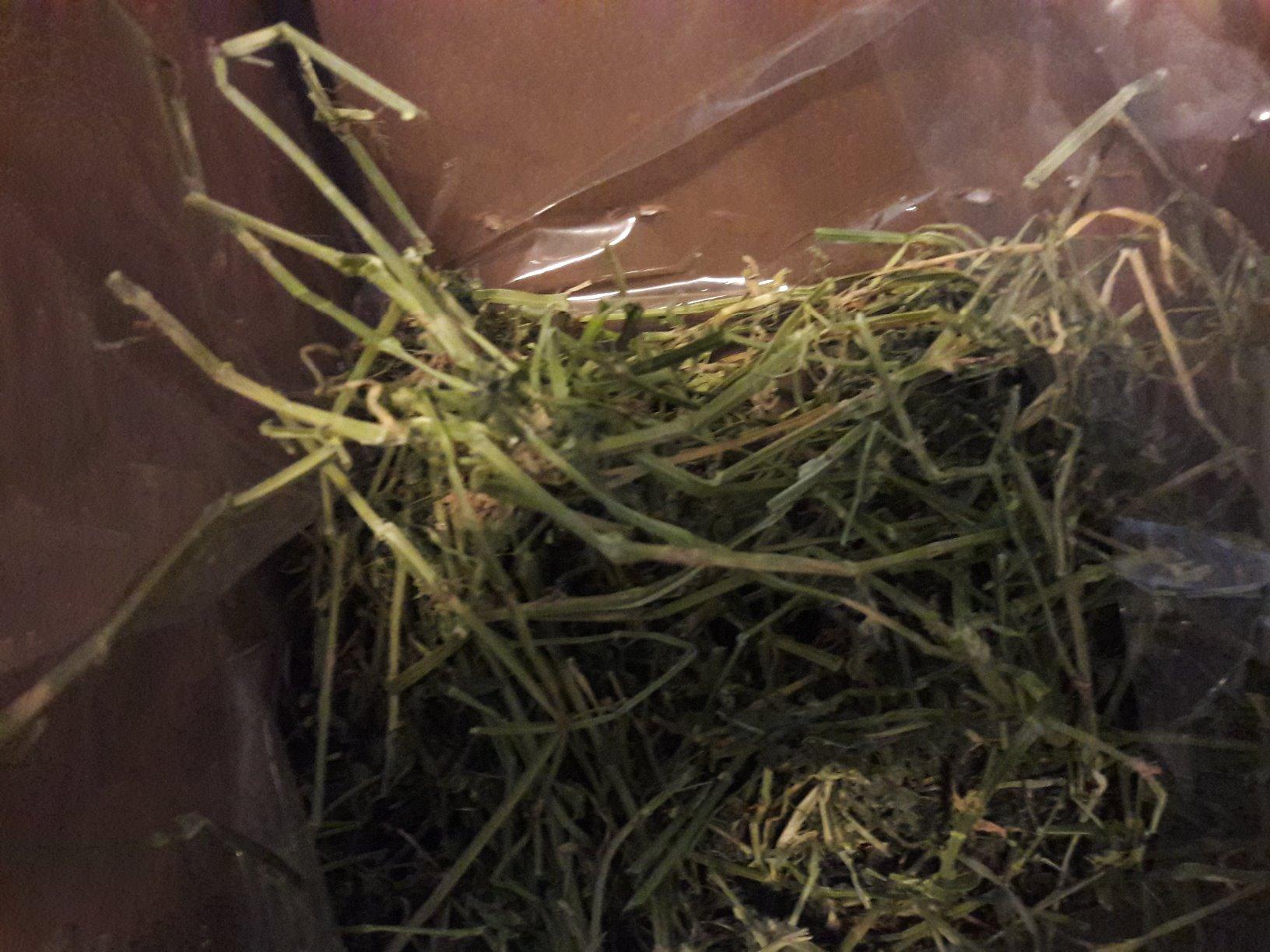 Rabbit Hole Hay - Ultra Premium Alfalfa Hay for Small Pets - 12 oz - Hand-Sorted & Fresh customer photo 1