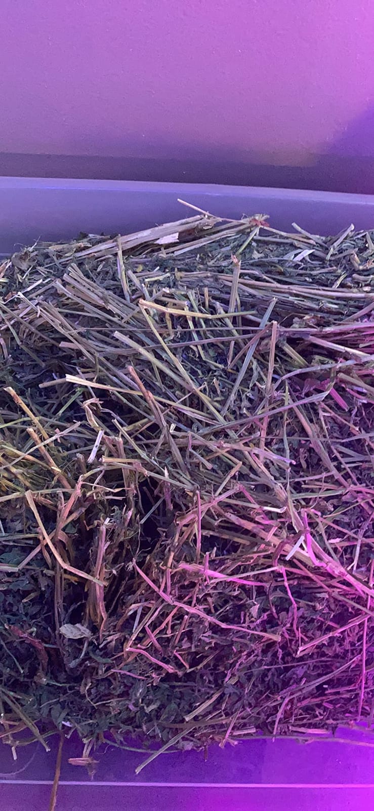 Rabbit Hole Hay - Ultra Premium Alfalfa Hay for Small Pets - 12 oz - Hand-Sorted & Fresh customer photo 2