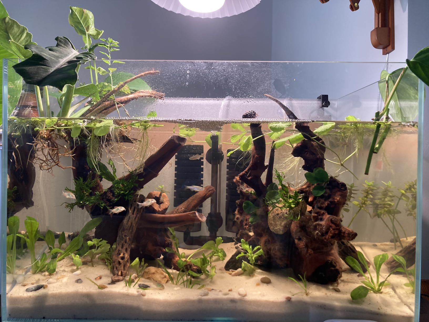 Allcolor Artisan Grade Ultra Clear Rimless Aquarium Tank, Low Iron Glass Fish Tank for Professional Aquascaping and Planted Layouts, 6-60 Gallons (21Gal - Top Glass Canopy) customer photo 1