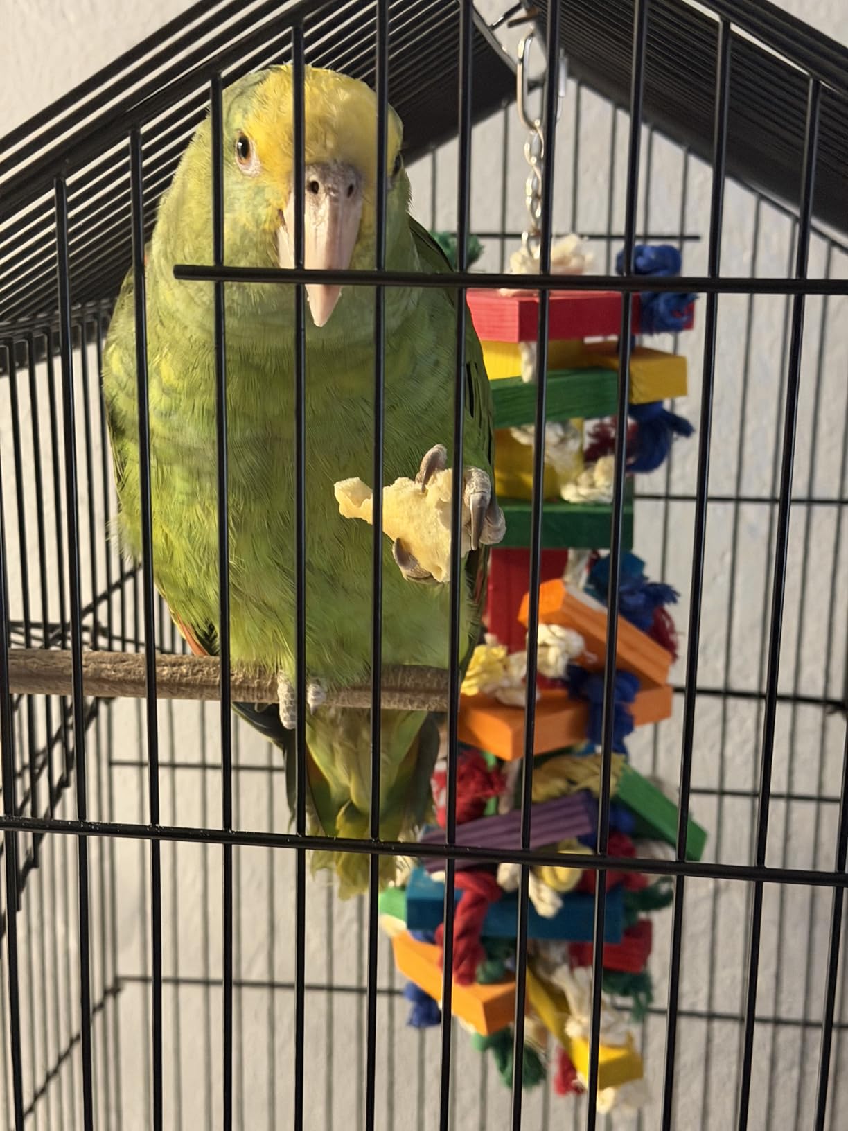 RUBY.Q 20in Large Parrot Toy, Multicolored Natural Wooden Bird Chewing Toys for Amazon Parrots Large Macaws, African Grey customer photo 2