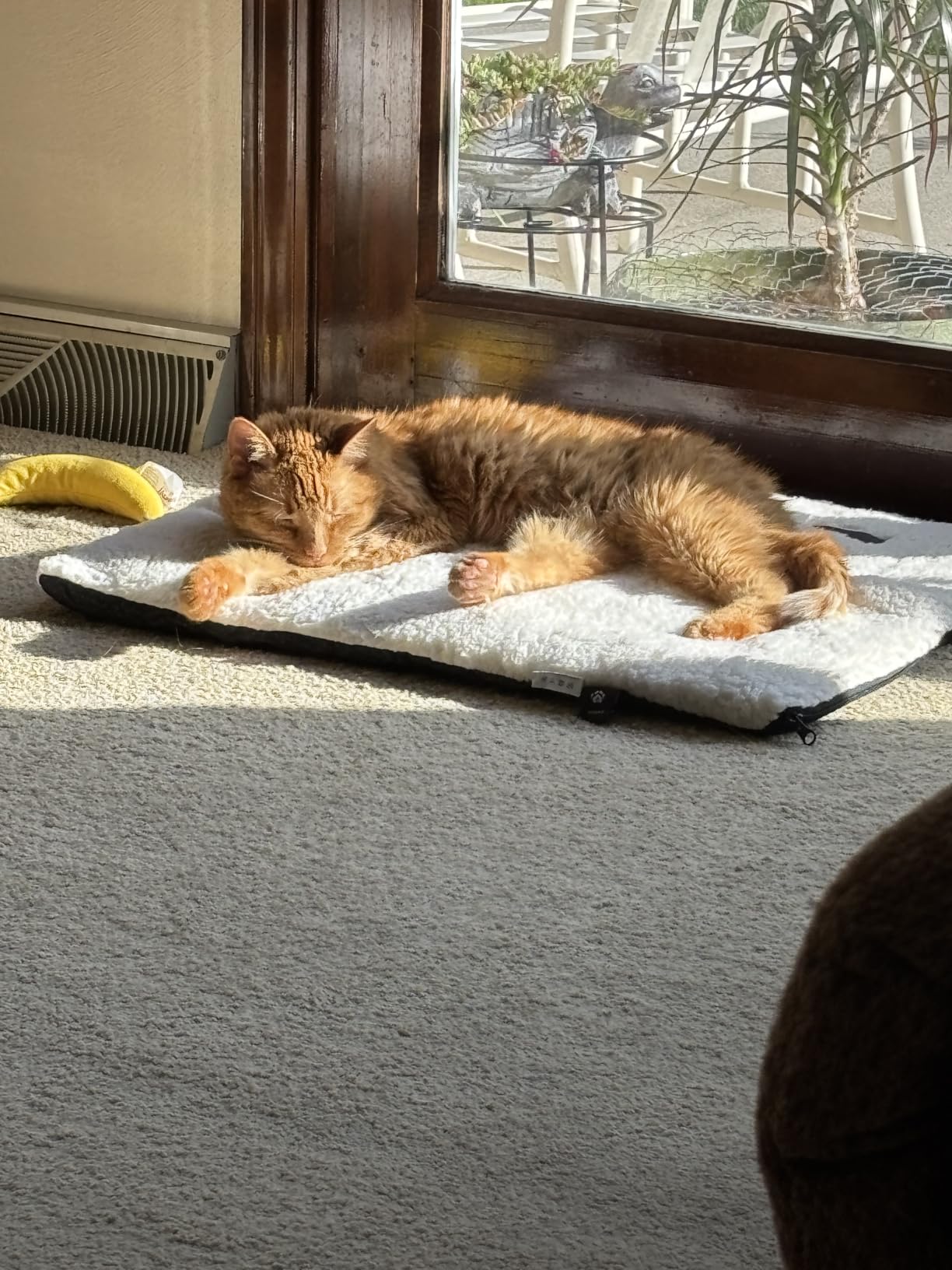 Mora Pets Self Warming Cat Bed Self Heating Cat Dog Mat Pet Pad Extra Warm customer photo 2