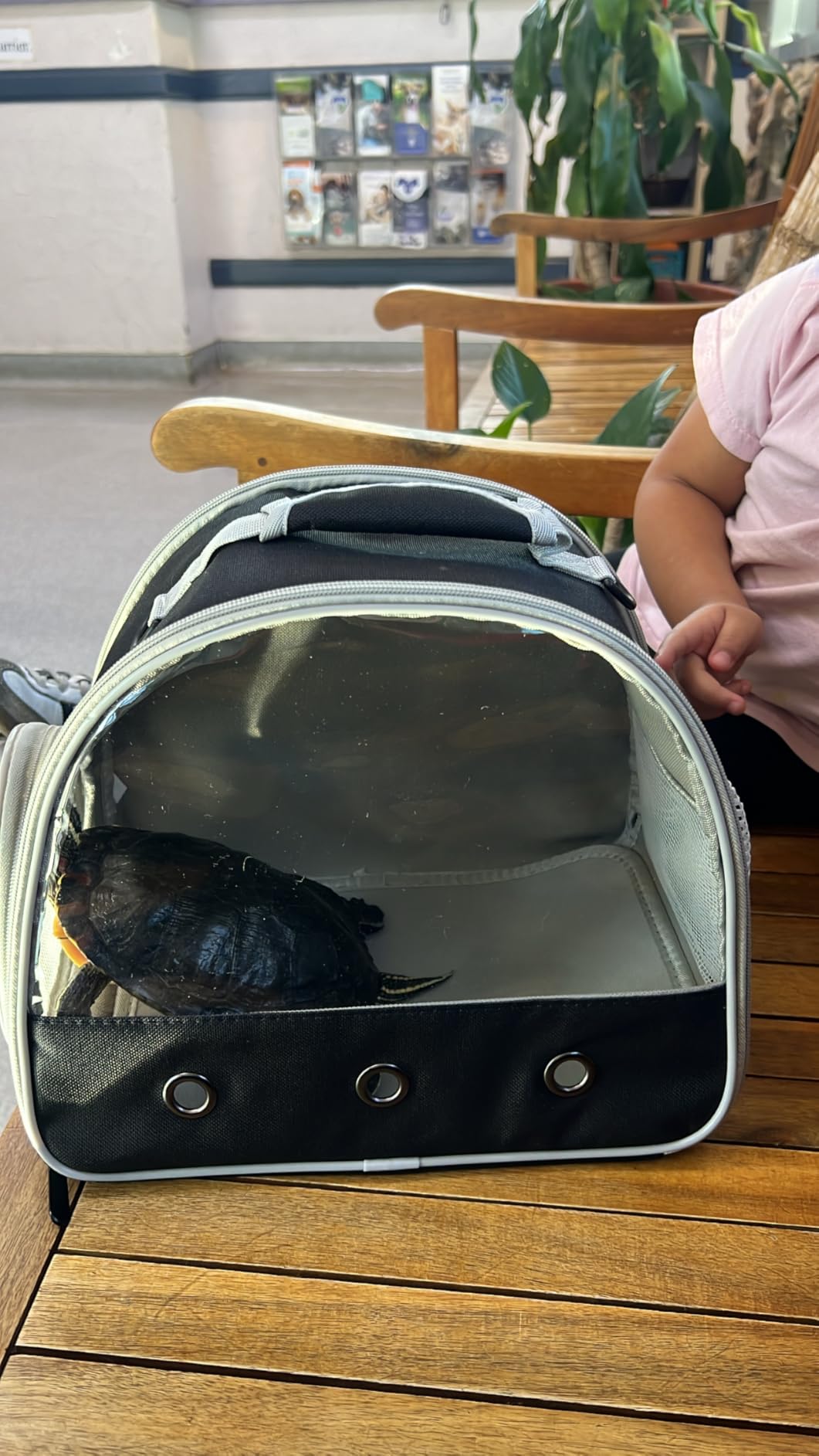 Guinea Pig Carrier Backpack, Clear Bubble Window Backpack for Guinea Pig, Bunny Rat Bird (Black, Carrier) customer photo 1