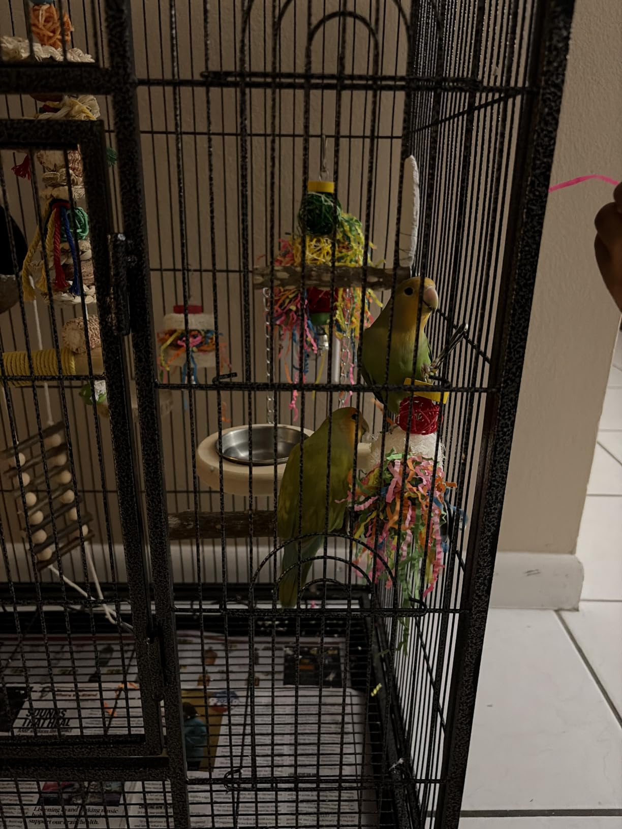 Bird Shredding Foraging Toys Parakeet Toy Chewing Hanging Toy Shredded Paper Bird Cage Accessories Bird Rope Perch for Conure Cockatiel Budgies Lovebird Parrotlet customer photo 1