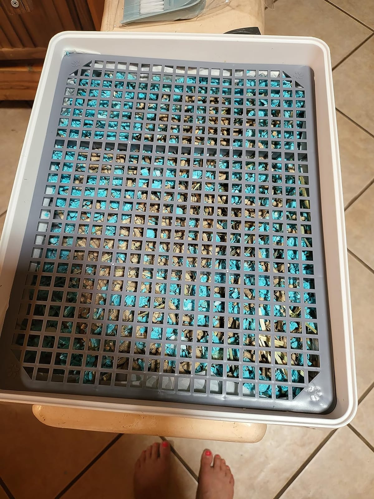 Carefresh Sea Glass Natural Paper Small Pet Bedding, Odor Control 50L | 2X More Absorbent, 99% Dust Free customer photo 1