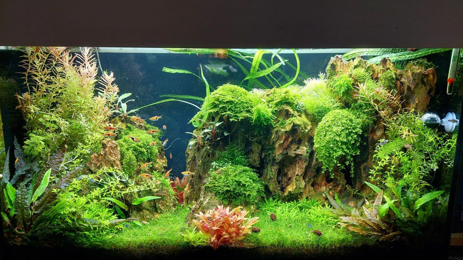 Freesea Automatic Fish Feeder for Aquarium: 3 Timers & One-Touch Easy Setup - 7-14 Day Supply with 200ML Food Dispenser - Worry-Free Vacation Feeding for Betta Turtle Tank customer photo 1
