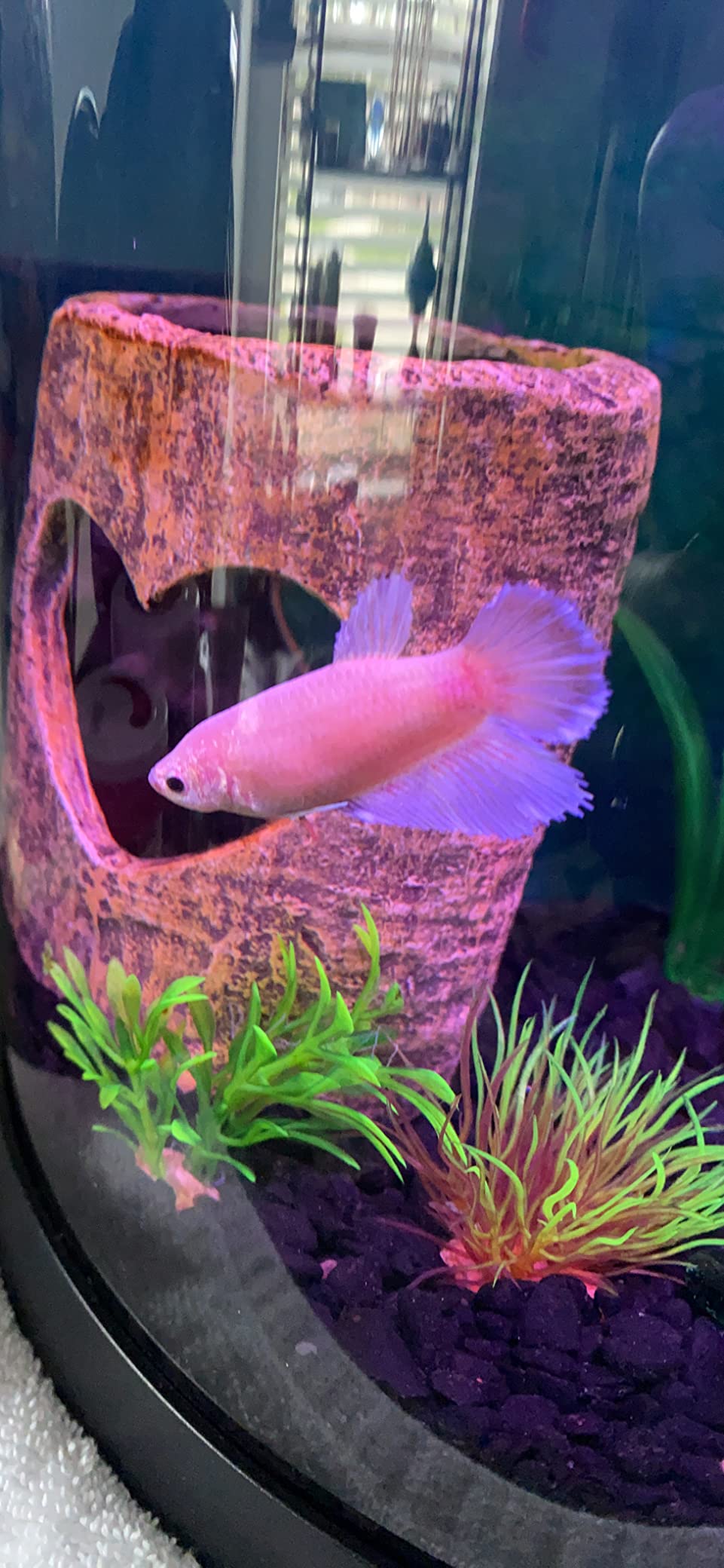 Freesea Automatic Fish Feeder for Aquarium: 3 Timers & One-Touch Easy Setup - 7-14 Day Supply with 200ML Food Dispenser - Worry-Free Vacation Feeding for Betta Turtle Tank customer photo 2