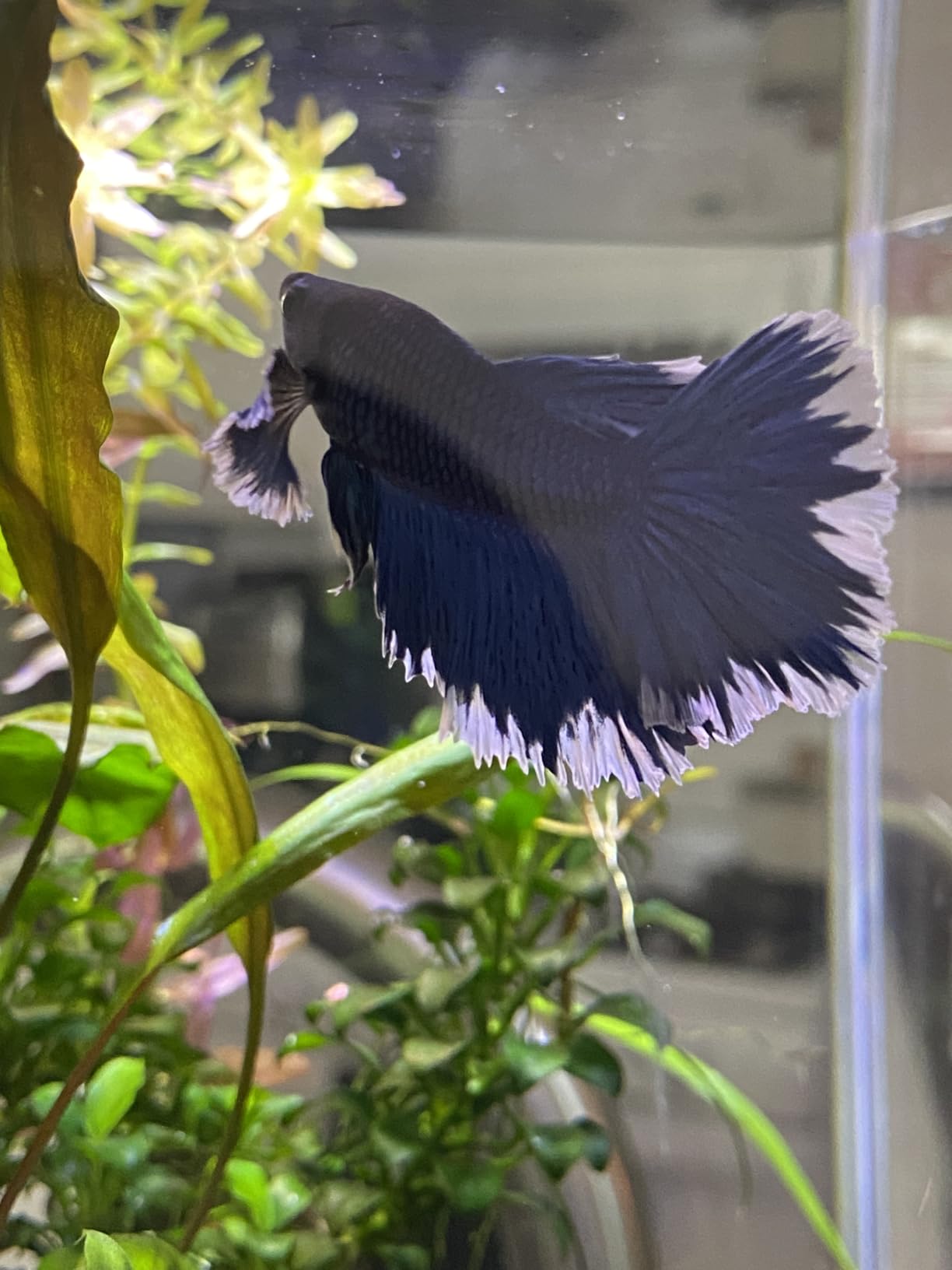 Ultra Fresh Betta Fish Food, Betta Pro Shrimp Patties, 50% Sword Prawns + Akiami Paste Shrimps, All Natural Protein, Rich in Vitamins, Healthy Development and Cleaner Water 0.7 oz customer photo 1