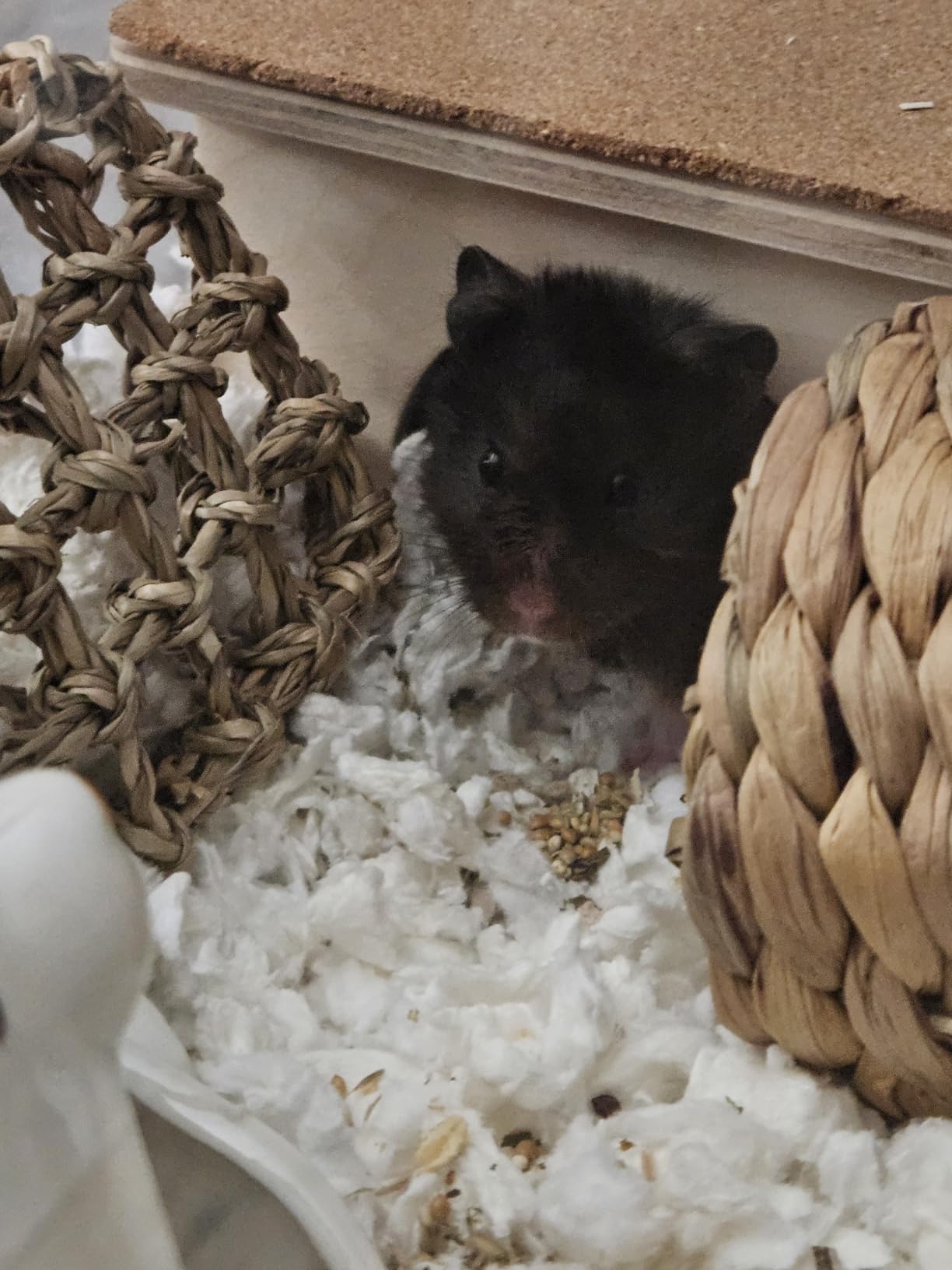 Niteangel Birch Chamber-Maze Hamster Hideout - Small Pets Woodland House Habitats Decor for Hamster Mice Gerbils customer photo 2