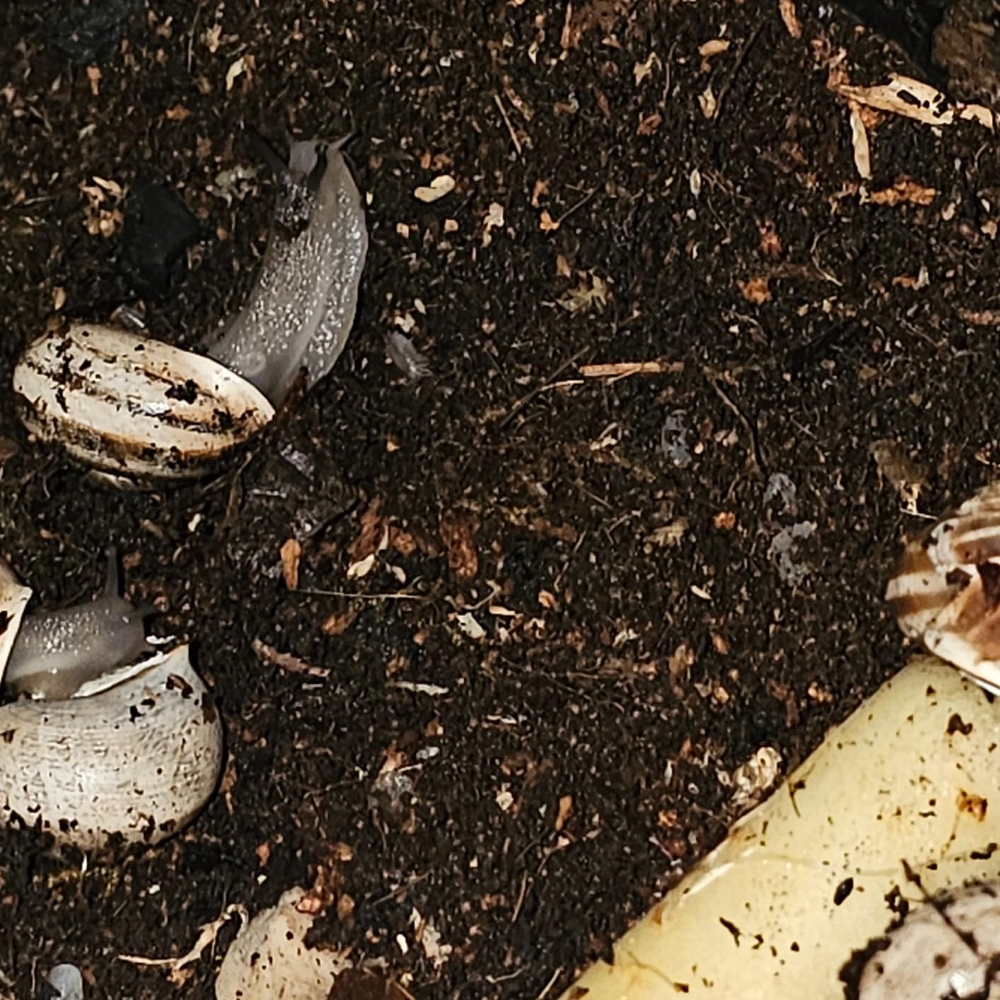 Galapagos Bioactive Soil, 8 Quart customer photo 1