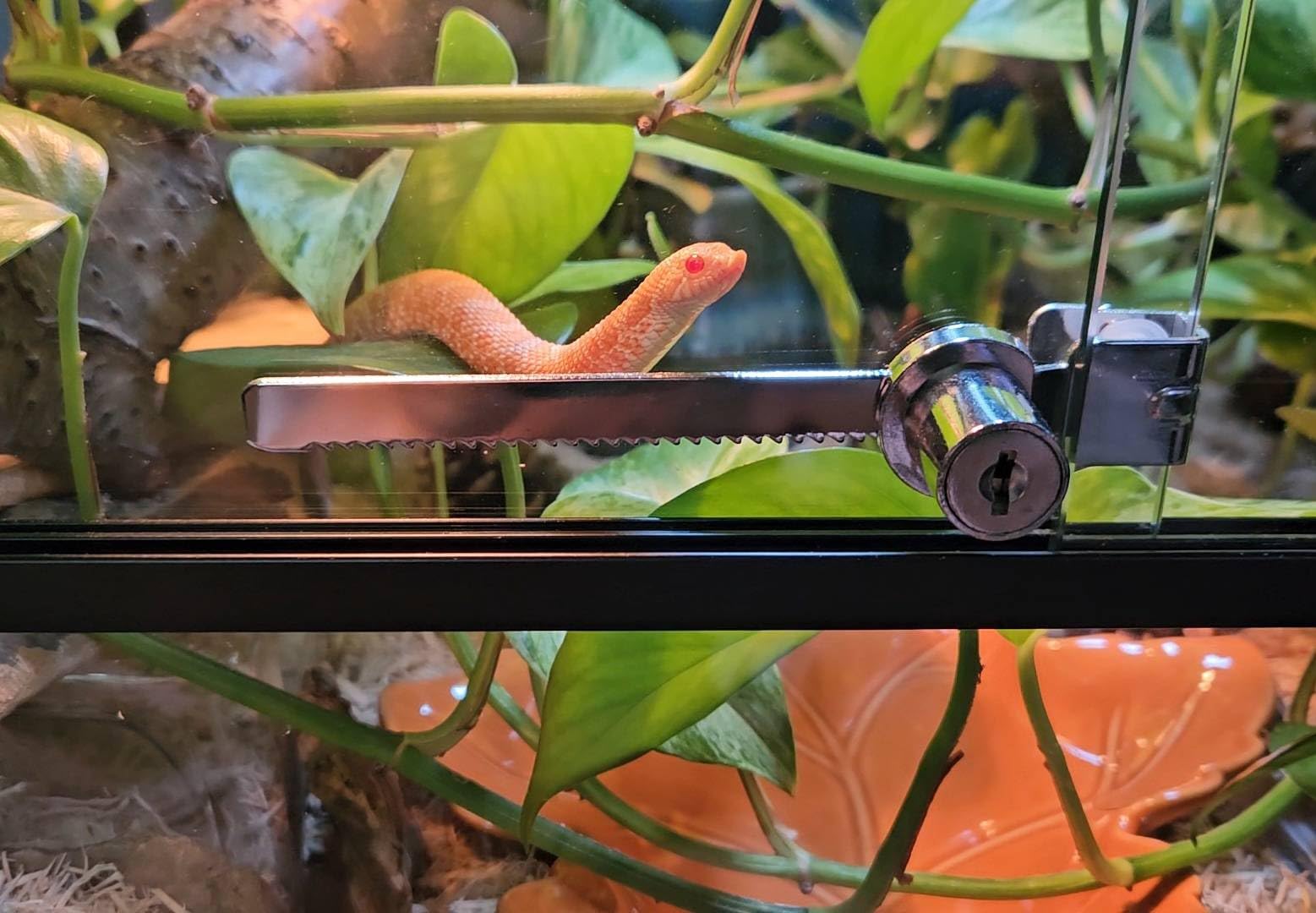 2 Pack Glass Showcase Lock, Keyed Alike Ratchet Lock, Fits 2-8mm | Chrome-Plated Zinc Alloy, Rust-Resistant, 4 Alike Keys Included, Fits 2-8mm Glass, for Display Cases Reptile Cages Cabinets customer photo 1
