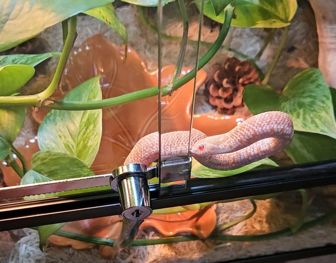 2 Pack Glass Showcase Lock, Keyed Alike Ratchet Lock, Fits 2-8mm | Chrome-Plated Zinc Alloy, Rust-Resistant, 4 Alike Keys Included, Fits 2-8mm Glass, for Display Cases Reptile Cages Cabinets customer photo 2