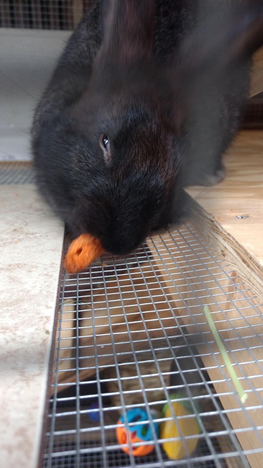 Vitakraft Slims Carrot Small Animal Treats, Crispy Carrot Treats for Rabbits, 10oz customer photo 2