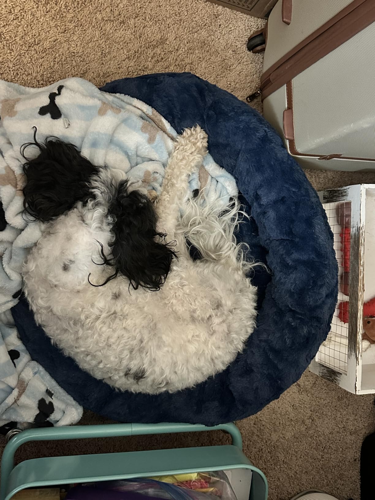 Best Friends by Sheri Original Calming Donut Dog Bed, Mink Gray, 30