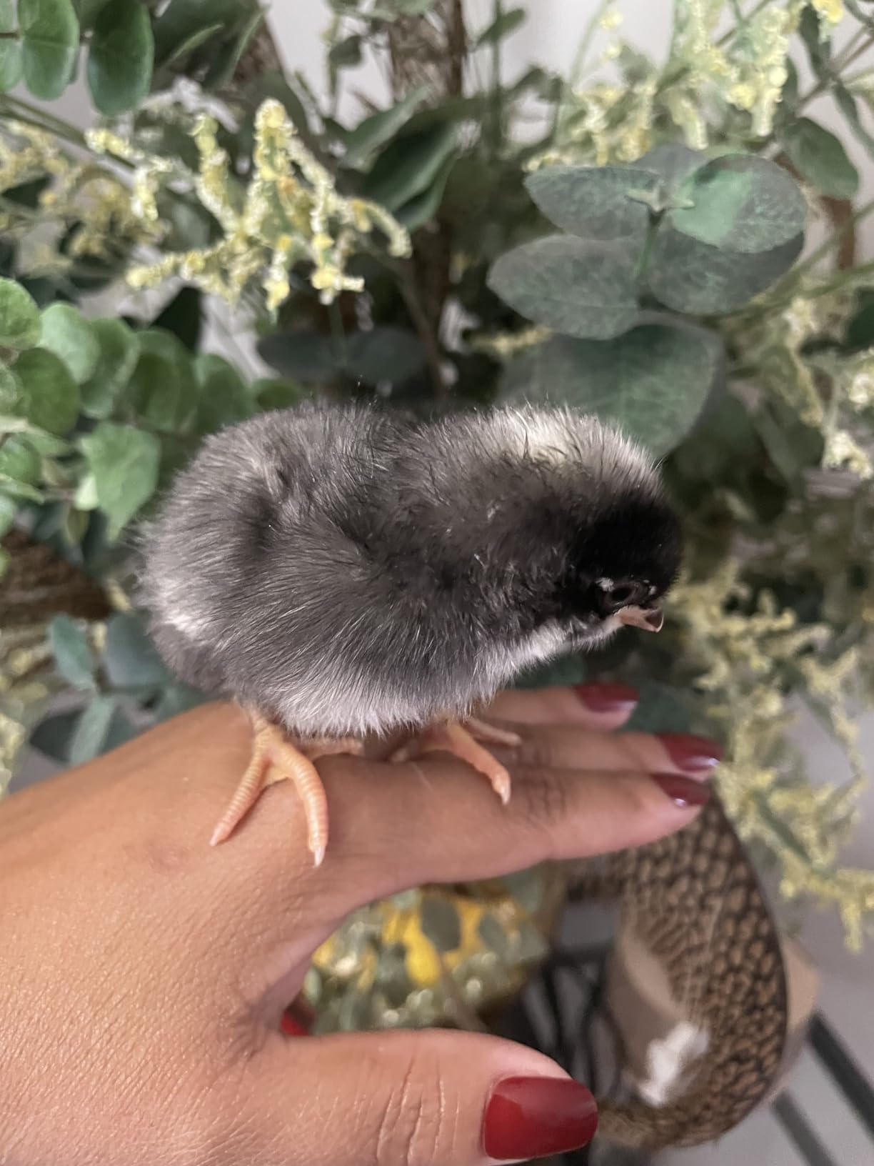 Arrive, Daily Poultry Supplement for Baby Chicks 0-8 Weeks, 8oz | A daily supplement for young poultry 0-8 weeks old with probiotics, prebiotics & plasma proteins for a healthy start. customer photo 1