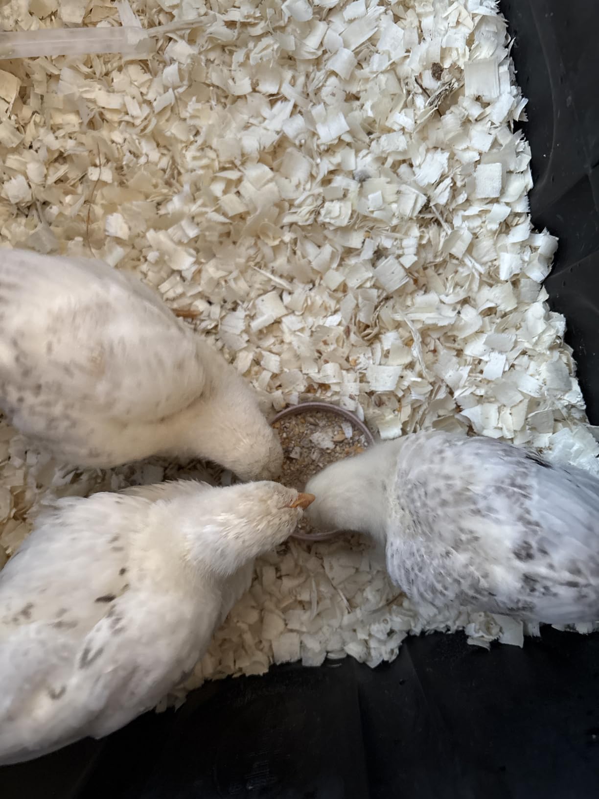 Mile Four Organic Chicken Feed (23 lbs) Starter Chick Mash, Non-GMO, USA Grown, 21% Protein, Corn-Free, Soy-Free, Non-Medicated Chick Feed customer photo 1
