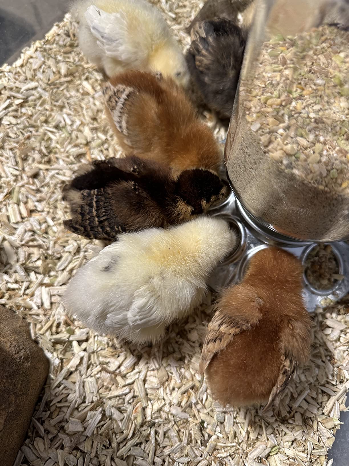 Mile Four Organic Chicken Feed (23 lbs) Starter Chick Mash, Non-GMO, USA Grown, 21% Protein, Corn-Free, Soy-Free, Non-Medicated Chick Feed customer photo 2