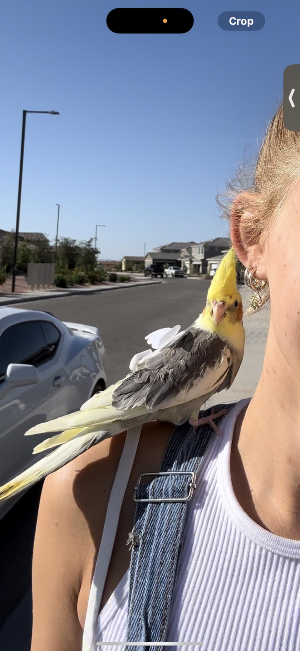 Dnoifne Pet Parrot Bird Harness and Leash, Adjustable Training Design Anti-Bite, Bird Nylon Rope with Cute Wing for Parrots, Suitable for Scarlet, Keck, Mini Macaw and Same Size Birds (Black) customer photo 1