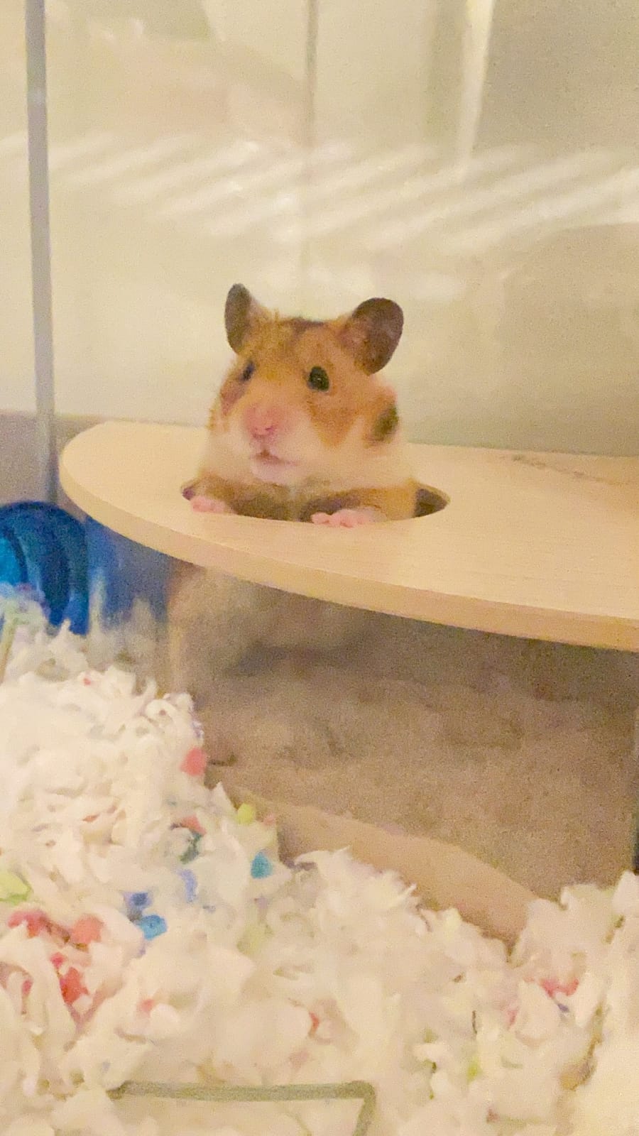 Niteangel Small Animal Sand-Bath Box - Acrylic Critter's Sand Bath Shower Room & Digging Sand Container for Hamsters Mice Lemming Gerbils or Other Small Pets (Fan-Shaped, Transparent) customer photo 1