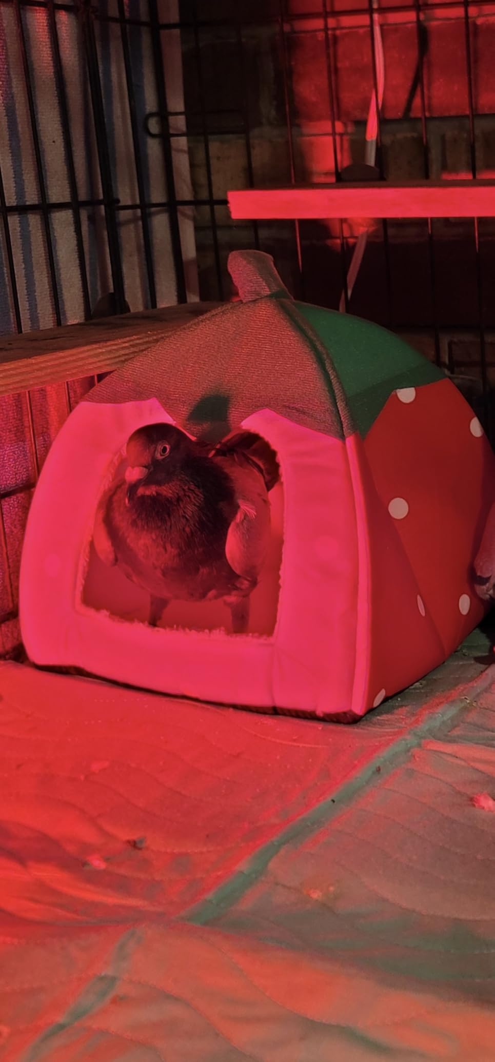 Guinea Pig Hideout Bed, Dwarf Rabbit House Cave | Cozy Hide-Out Cage Accessories customer photo 1