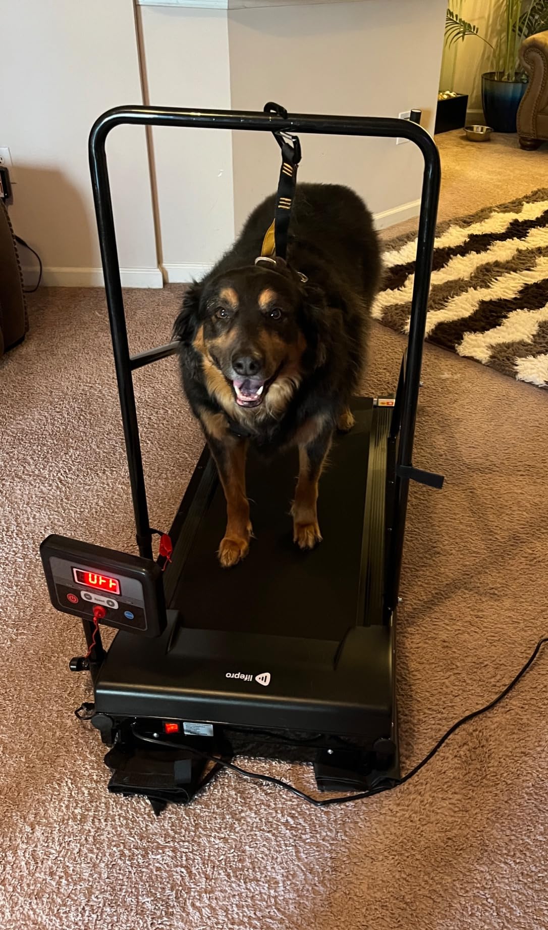 Lifepro PawRunner Dog Treadmill for Small & Medium Dogs, Remote Control | Indoor Dog Exercise Treadmill, Quiet Motor, Manual Incline, Safety Key, LCD Display for Small & Medium Dogs up to 130 lb customer photo 2