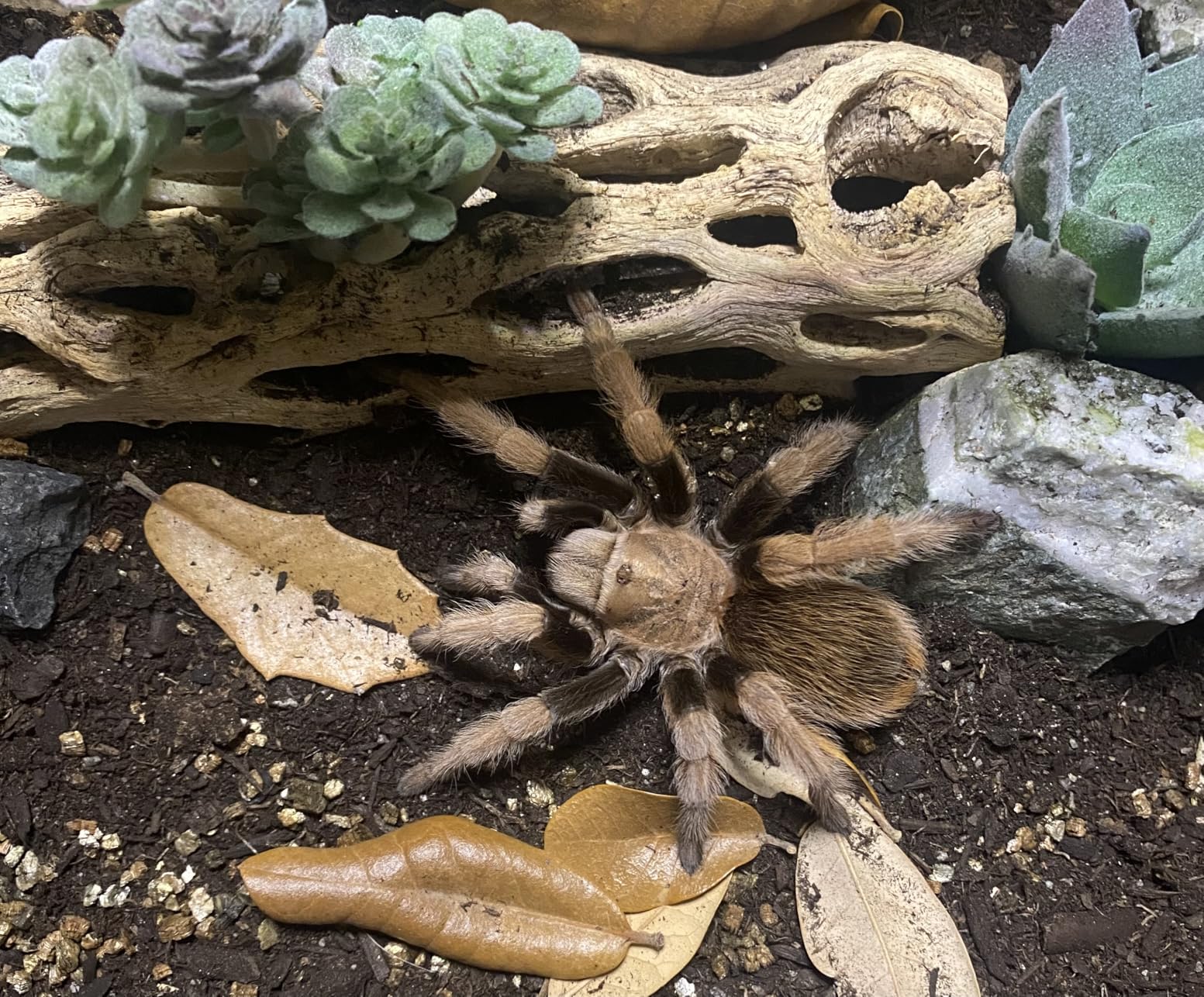 Reptile Growth Reptile Terrarium, 10 Gallon Reptile Tank 20