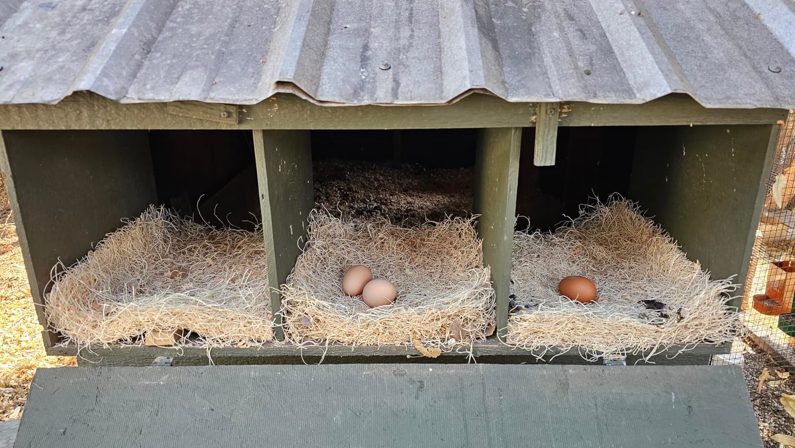 Pecking Order Nest Box Pads for Chicken Nesting Boxes Aspen Excelsior Made in USA (10 Pack) customer photo 1