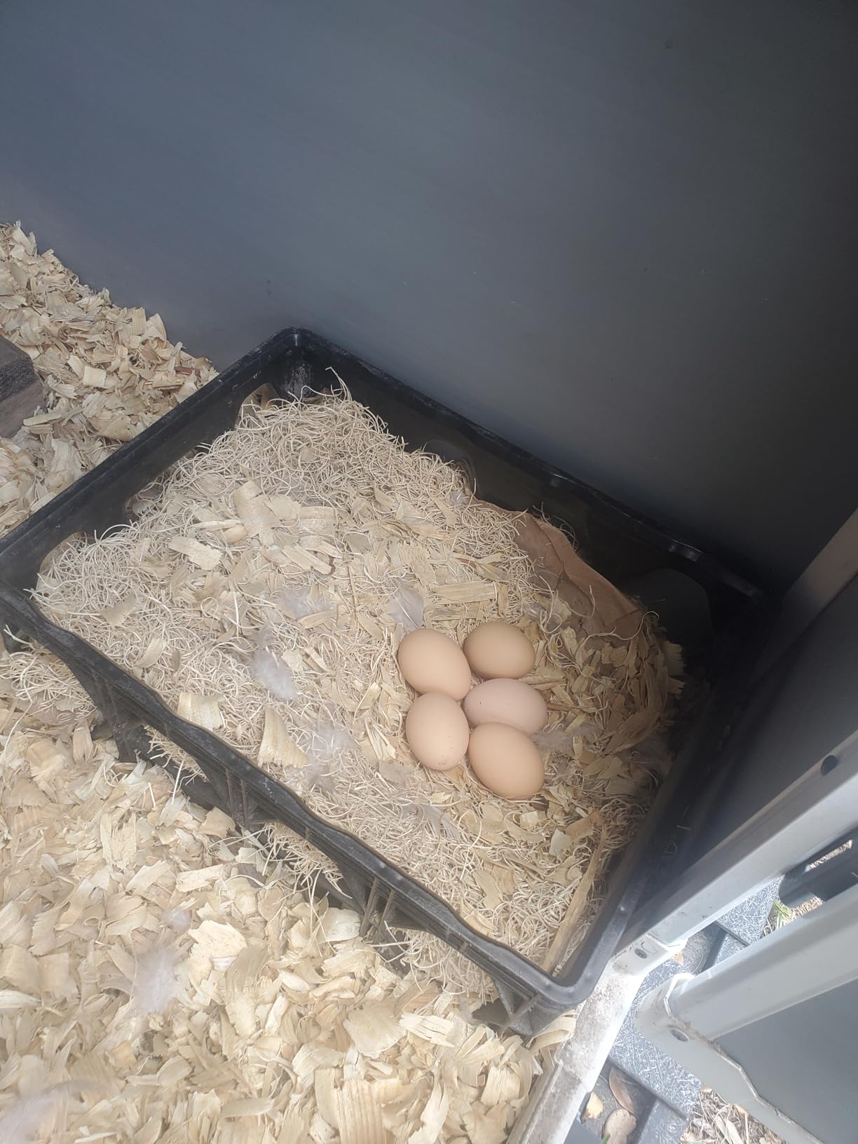 Pecking Order Nest Box Pads for Chicken Nesting Boxes Aspen Excelsior Made in USA (10 Pack) customer photo 2