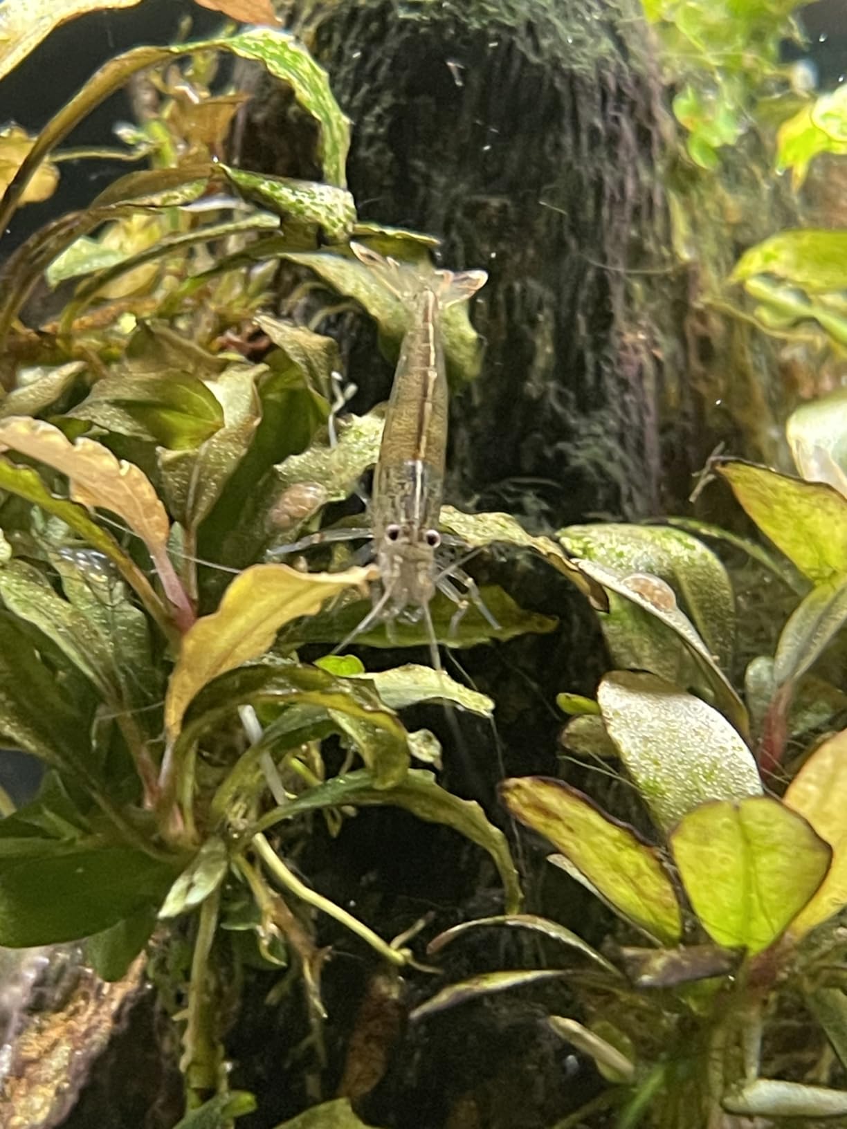 Crystalpro Flora Multi Minerals All-in-One Aquarium Plant Fertilizer - Plant Food for Fast Root & Leaf Growth - Safe for Fish, Shrimp & Snails (4.2 Oz / 125ml) customer photo 1
