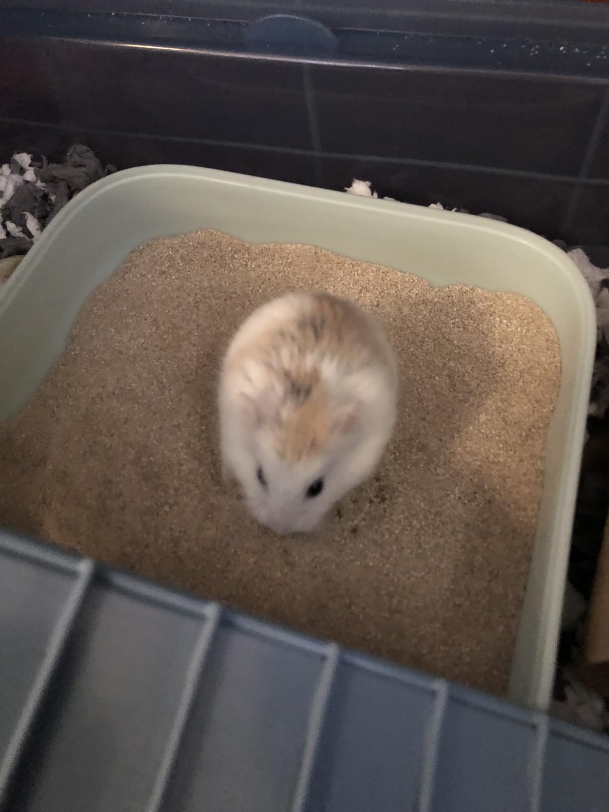 Supreme Petfoods Science Selective Bathing Sand for Hamsters, Gerbils, Chinchillas & Degus customer photo 1