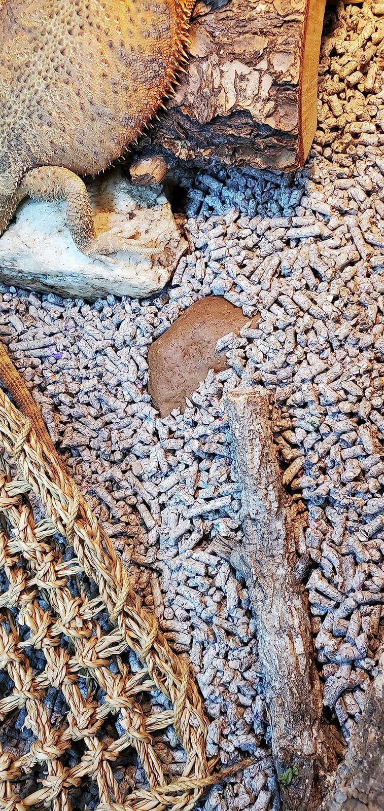 Small Pet Select Recycled Paper Pellet Bedding & Litter, Rabbits, 20 lb | Absorbent Odor Control, Low Dust, Eco-Friendly, For Guinea Pigs, Hamsters, Bunnies, Chinchillas & Small Pets customer photo 1