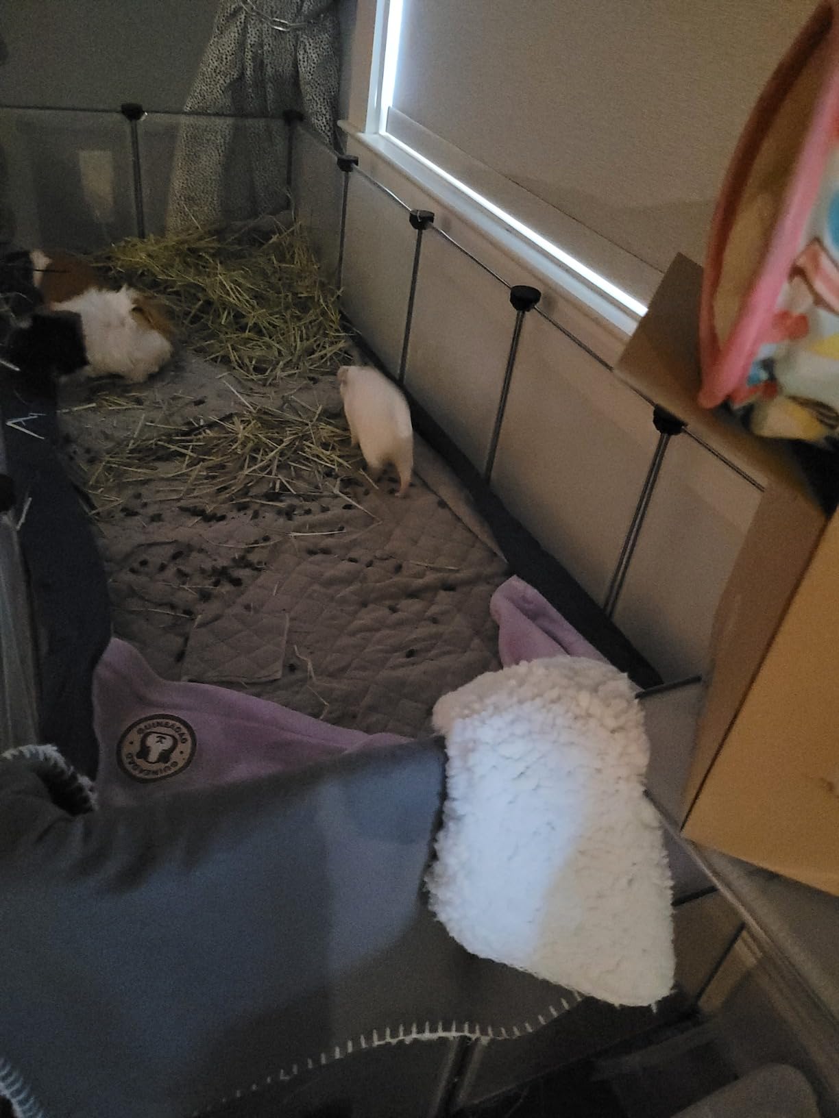 DINMO 38 Panels Bunny Playpen with Floor customer photo 1