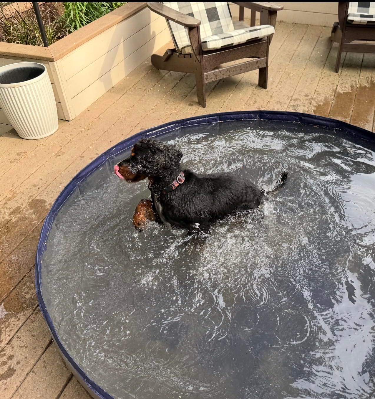 Niubya Foldable Dog Pool, Collapsible Plastic Dog Swimming Pool, 72x12in | Portable Bath Tub for Large Pets Dogs, Pet Wading Pool Indoor and Outdoor Use customer photo 1