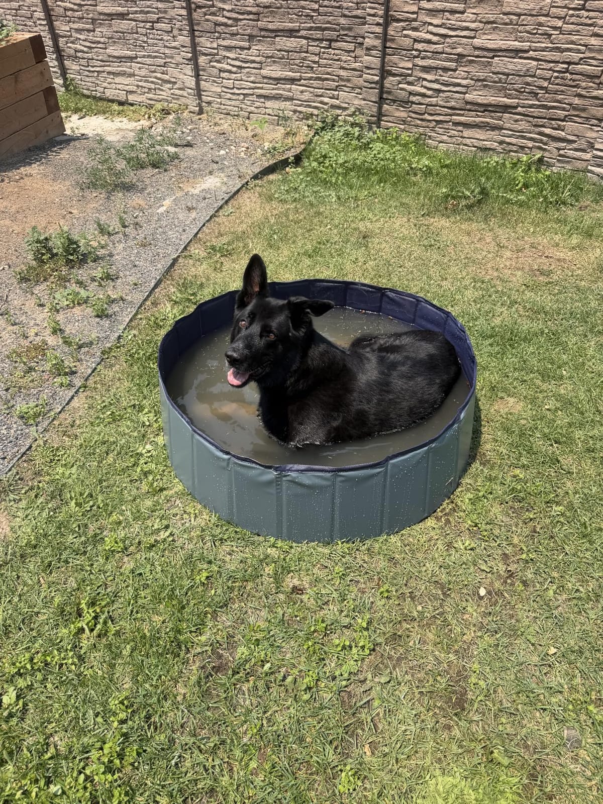 Niubya Foldable Dog Pool, Collapsible Plastic Dog Swimming Pool, 72x12in | Portable Bath Tub for Large Pets Dogs, Pet Wading Pool Indoor and Outdoor Use customer photo 2